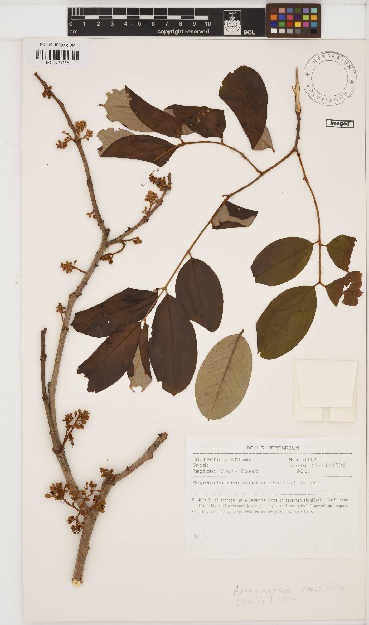 Anthonotha crassifolia image