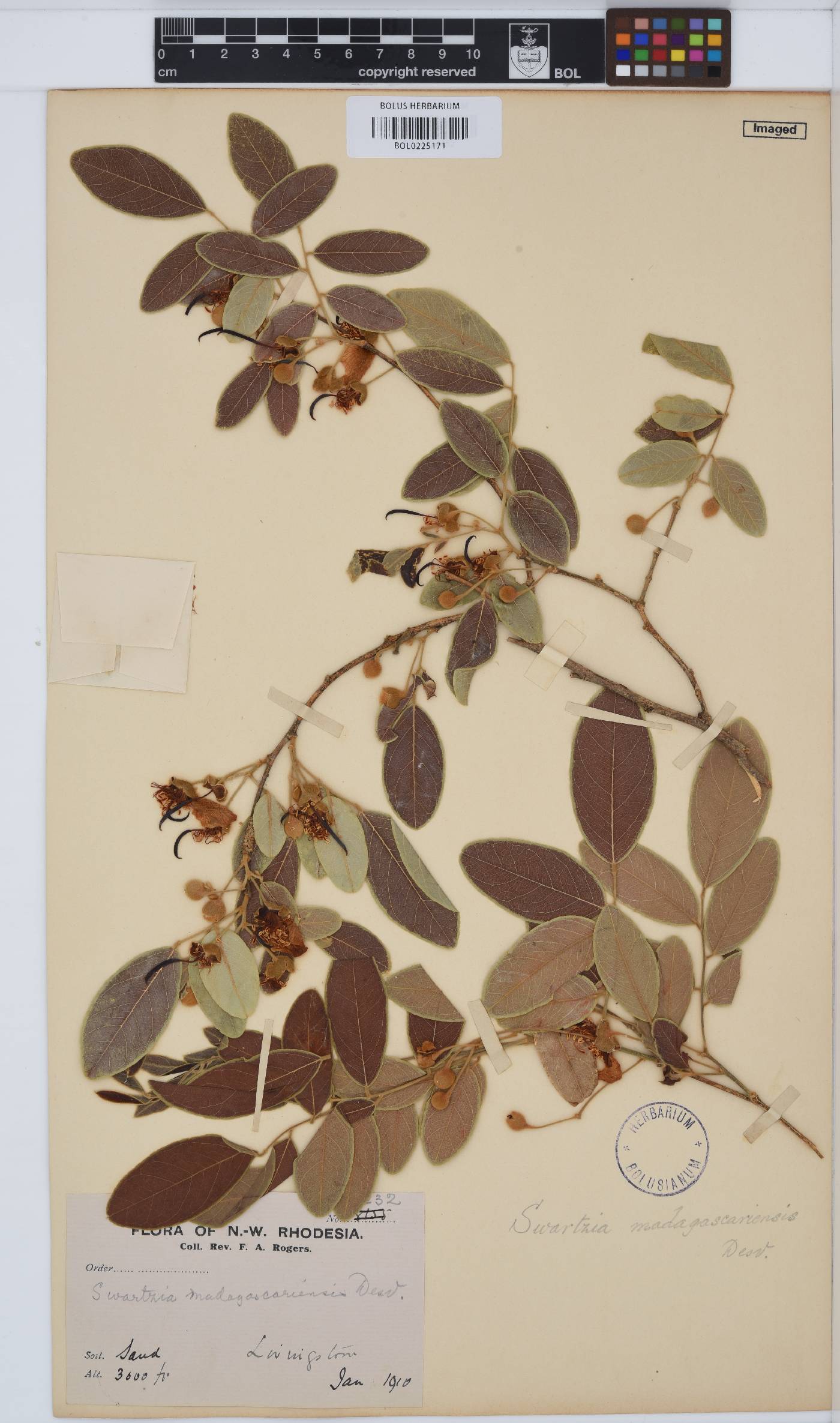 Bobgunnia madagascariensis image
