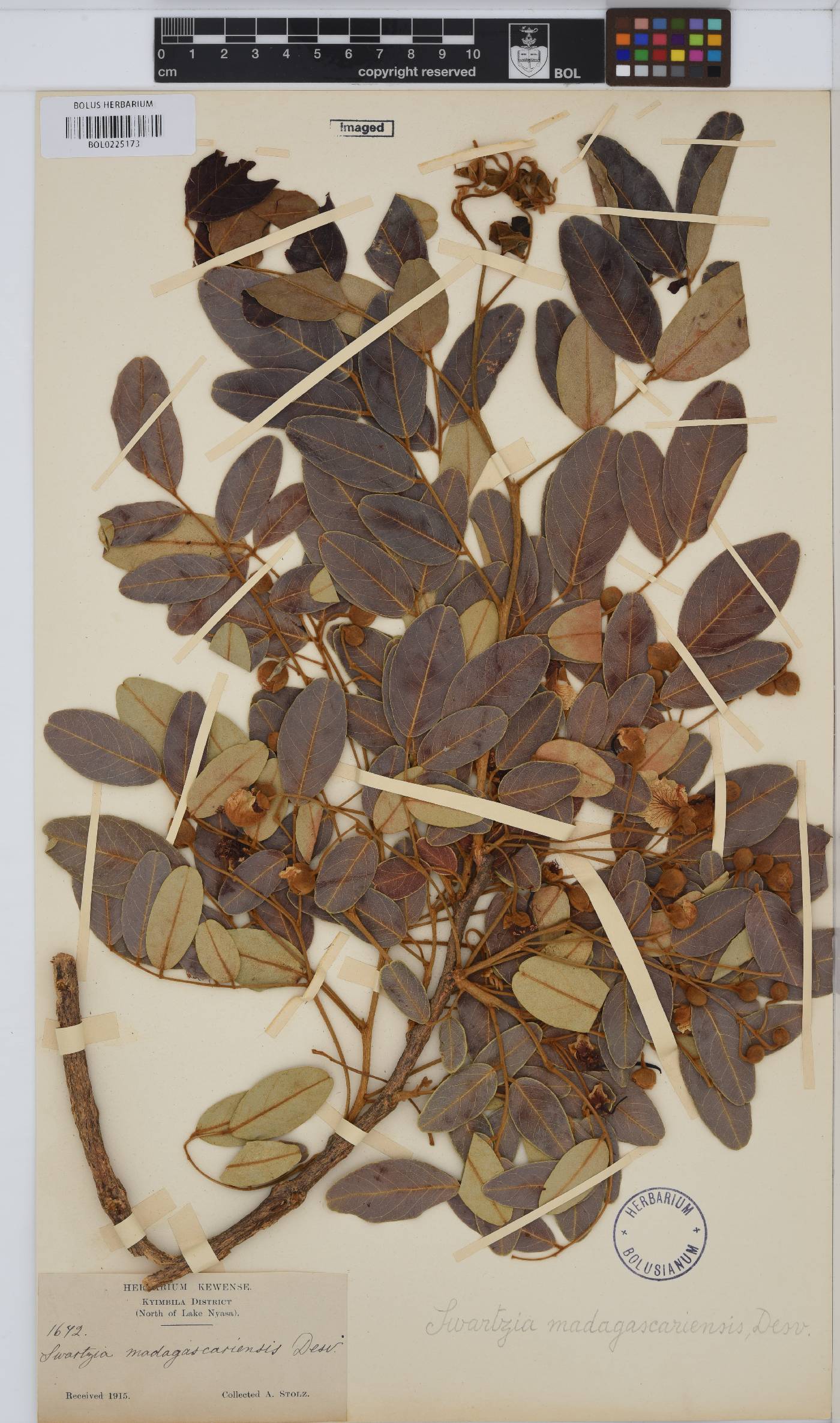 Bobgunnia madagascariensis image