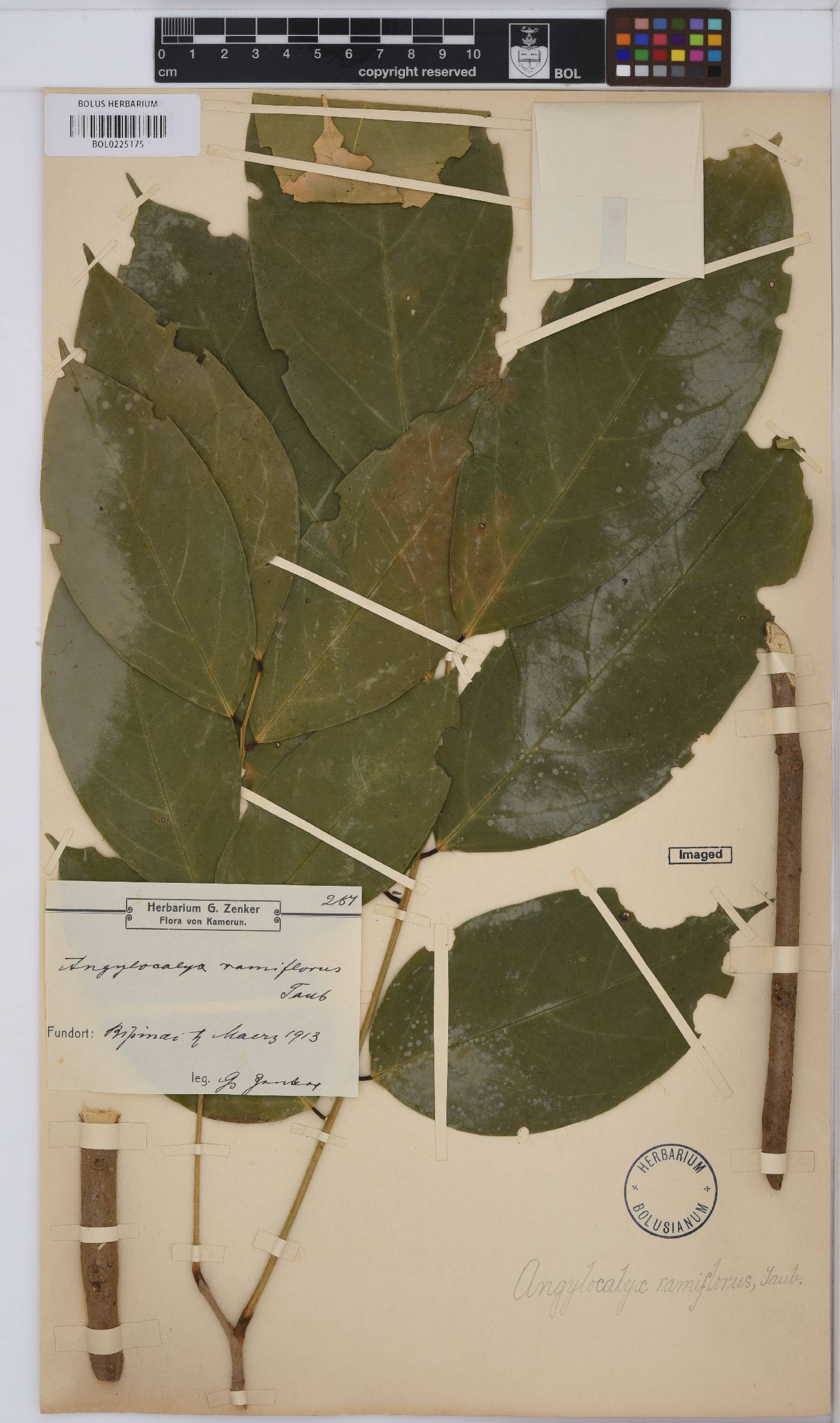 Angylocalyx oligophyllus image