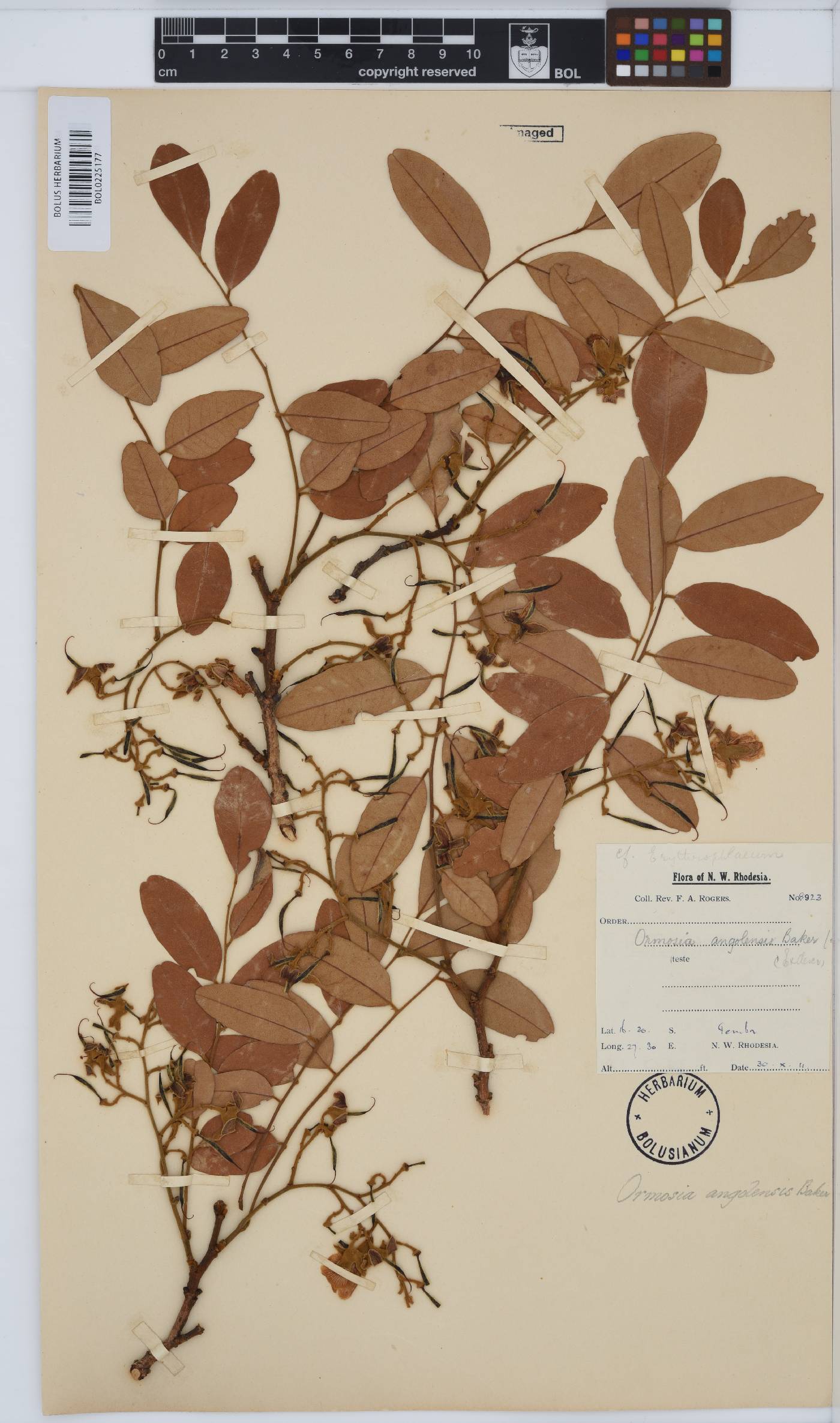 Pericopsis angolensis image