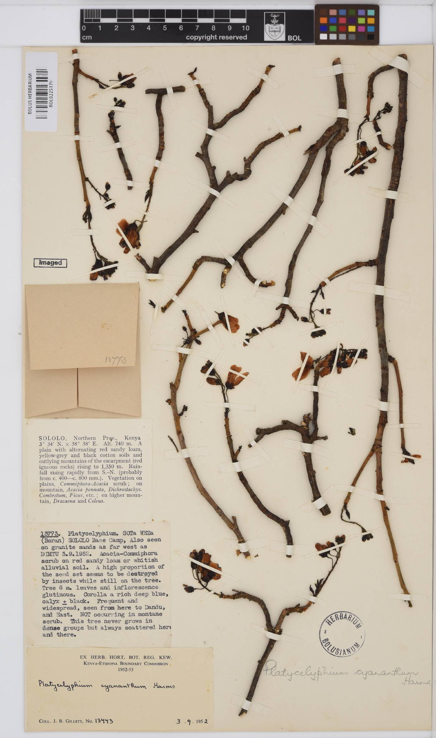 Platycelyphium voense image