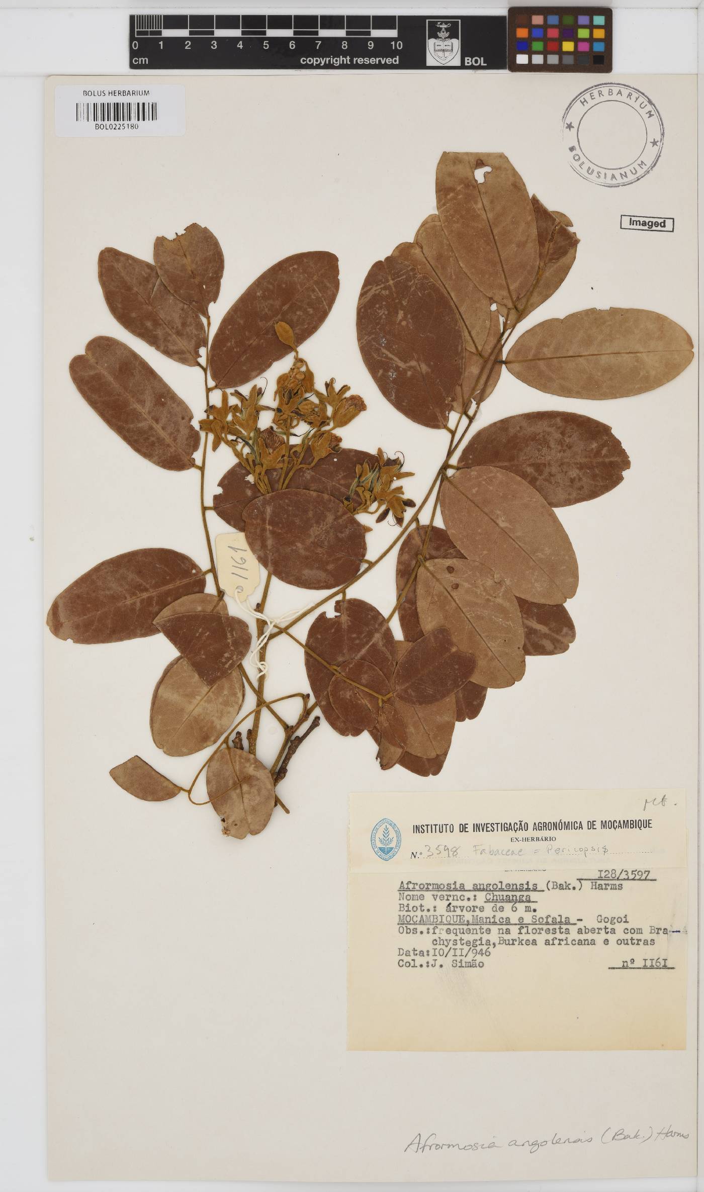 Pericopsis image