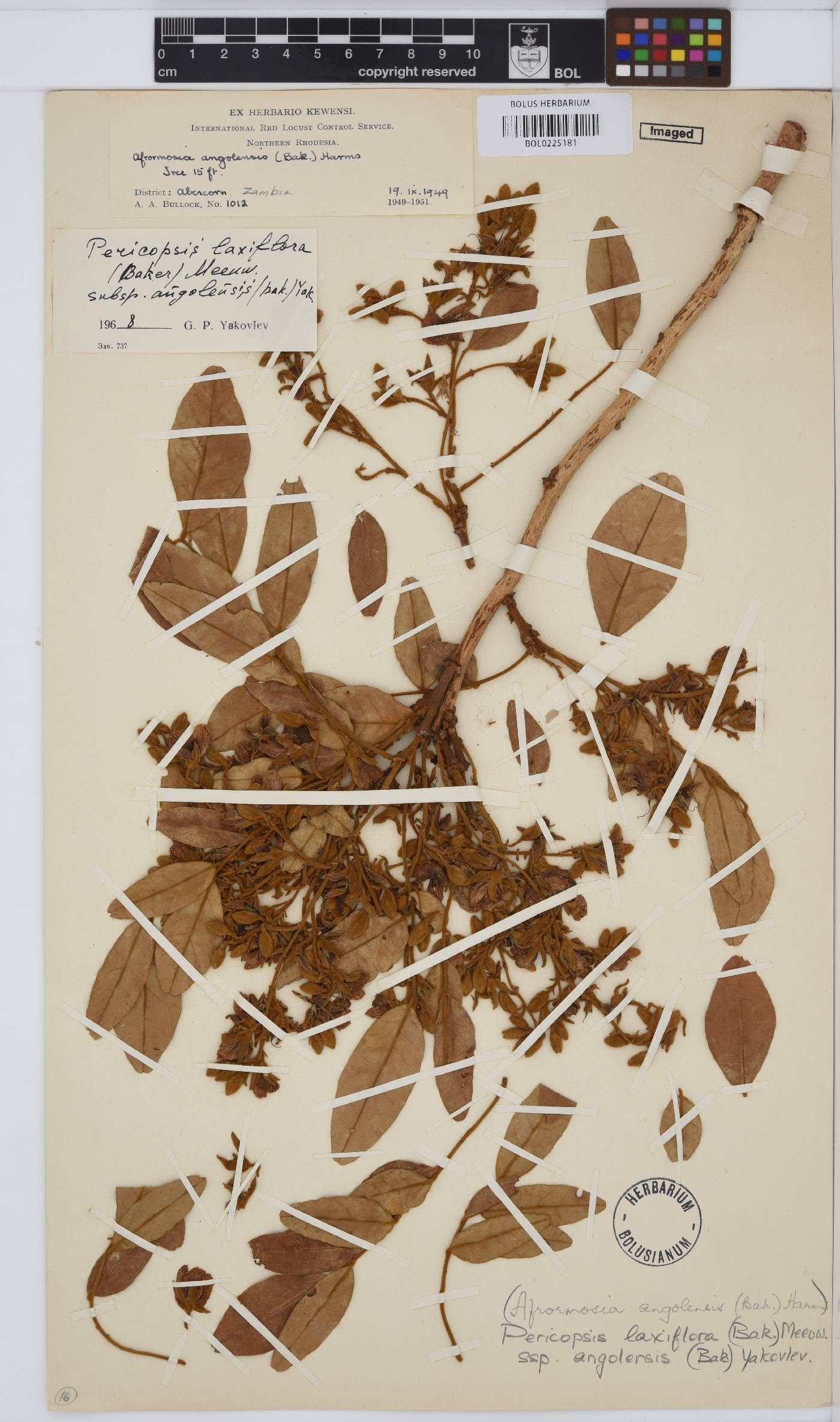 Pericopsis laxiflora image