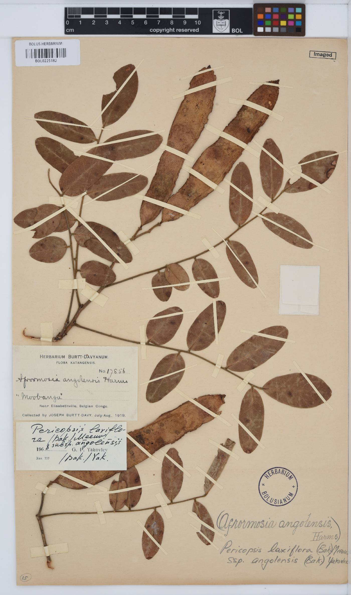 Pericopsis laxiflora image