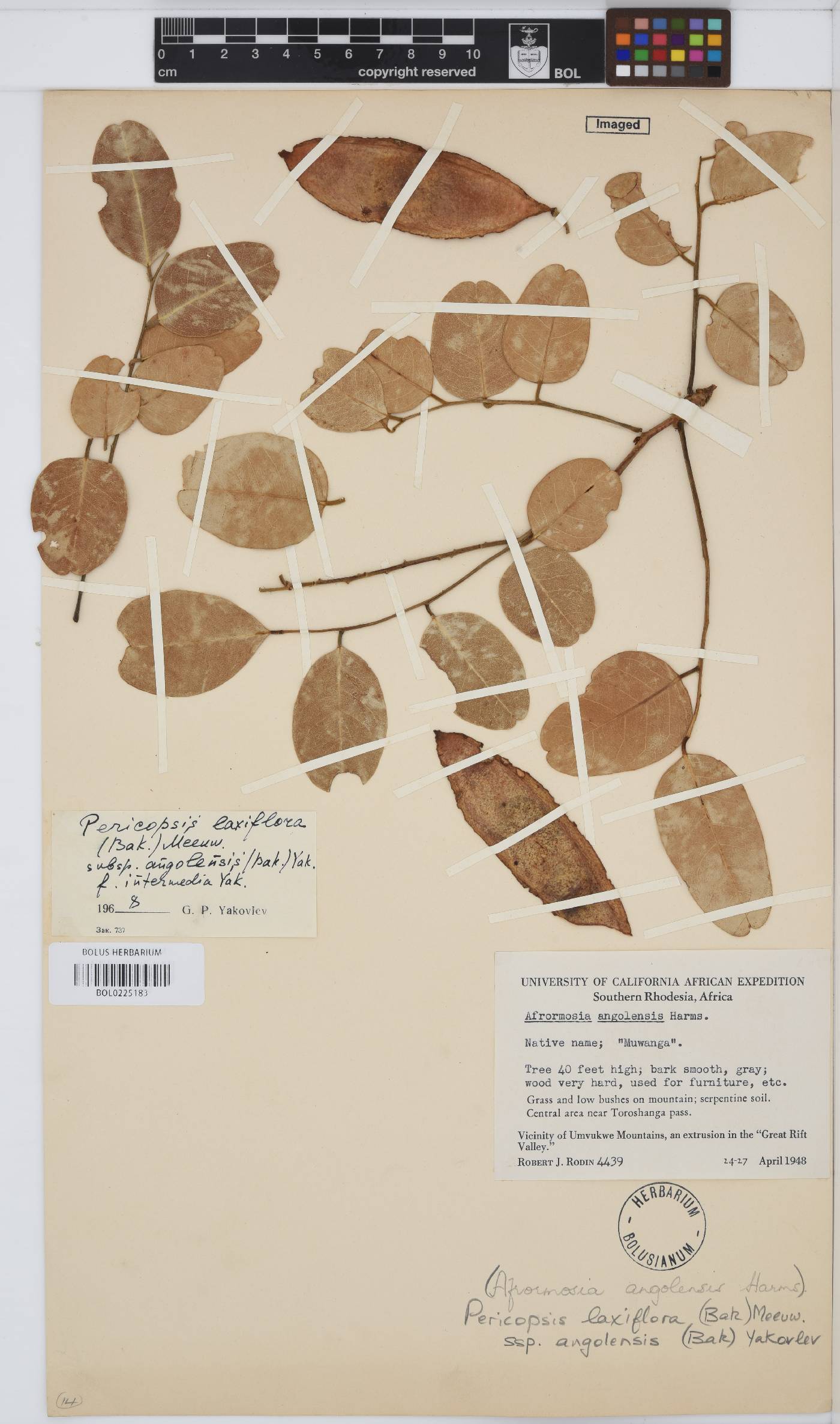 Pericopsis laxiflora image