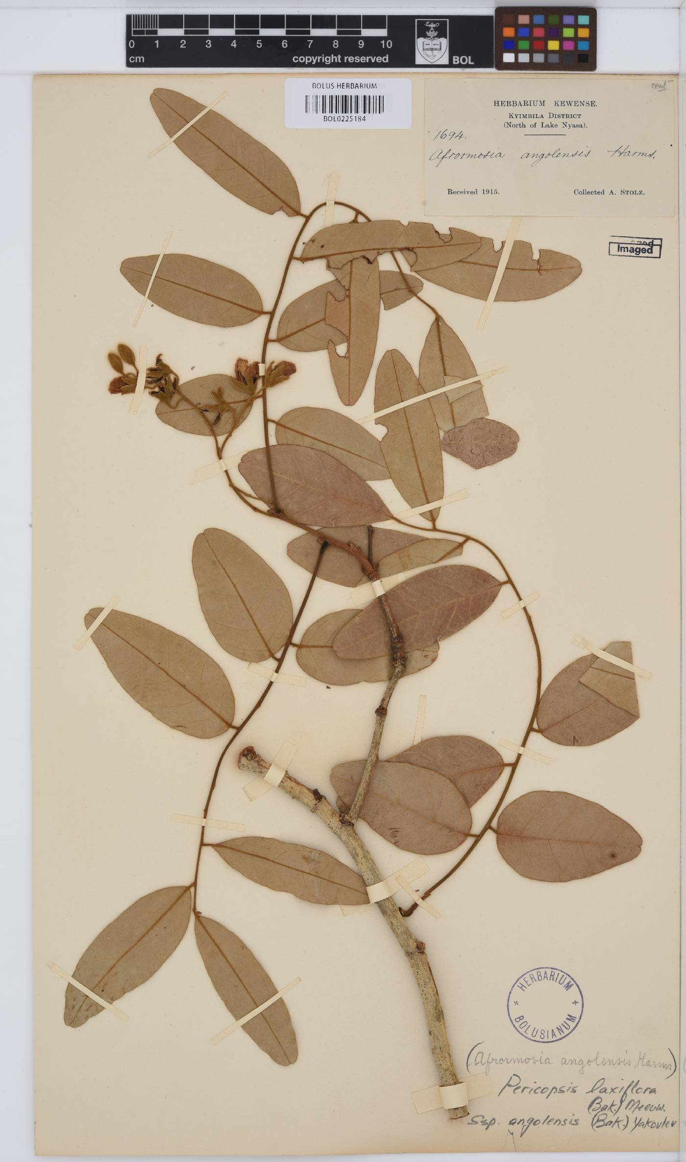 Pericopsis laxiflora image