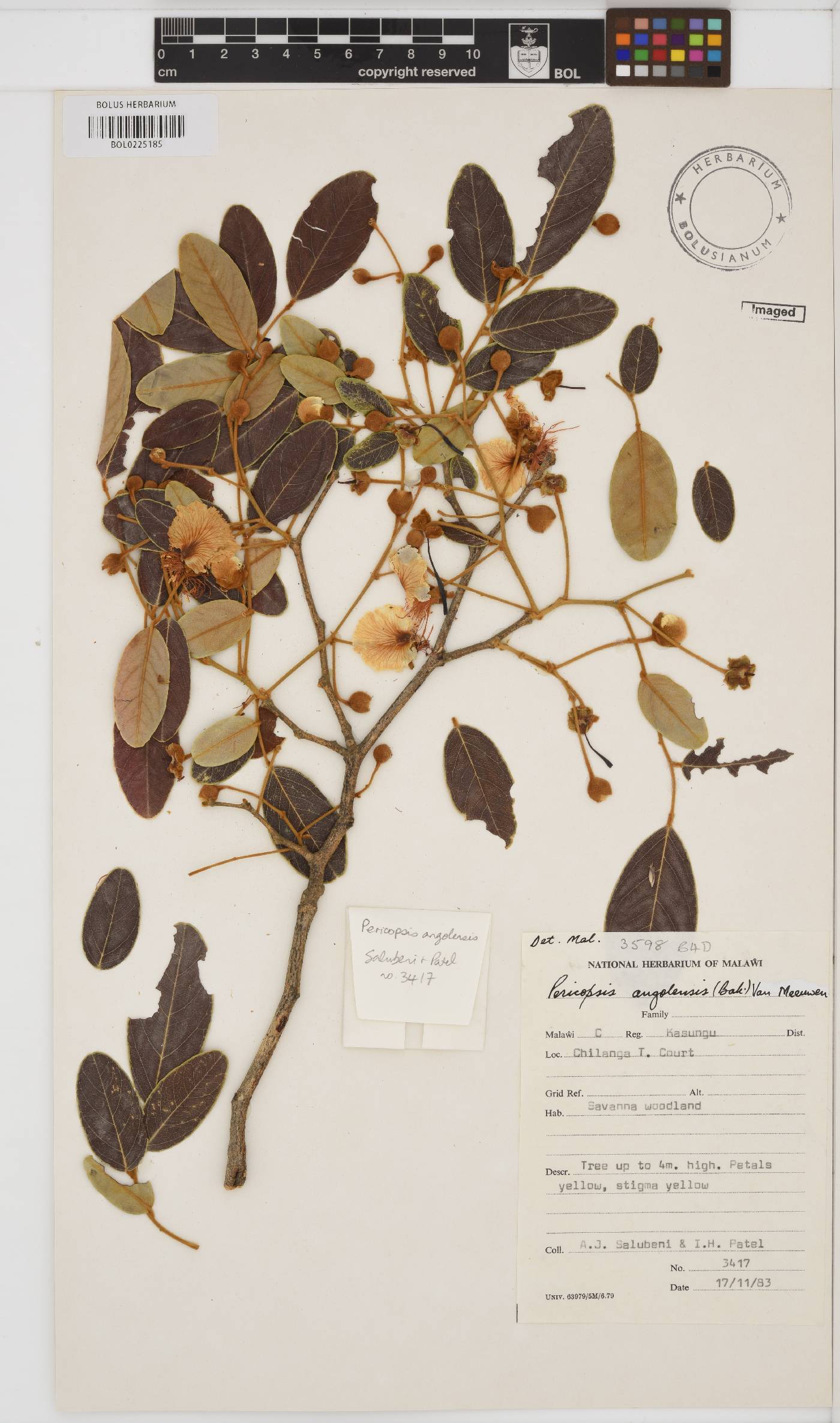 Pericopsis image