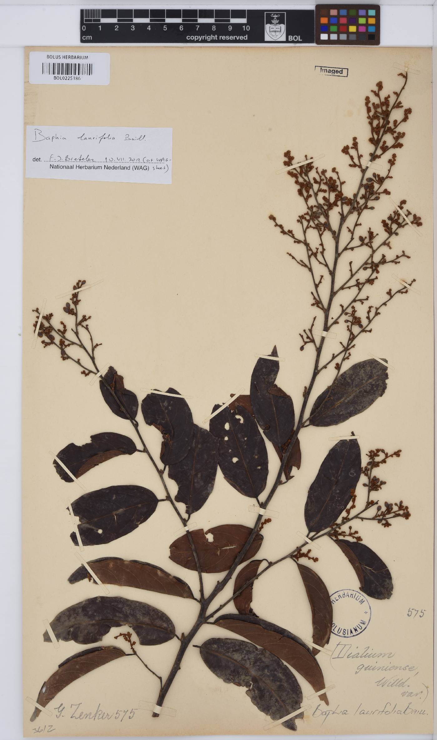 Baphia laurifolia image