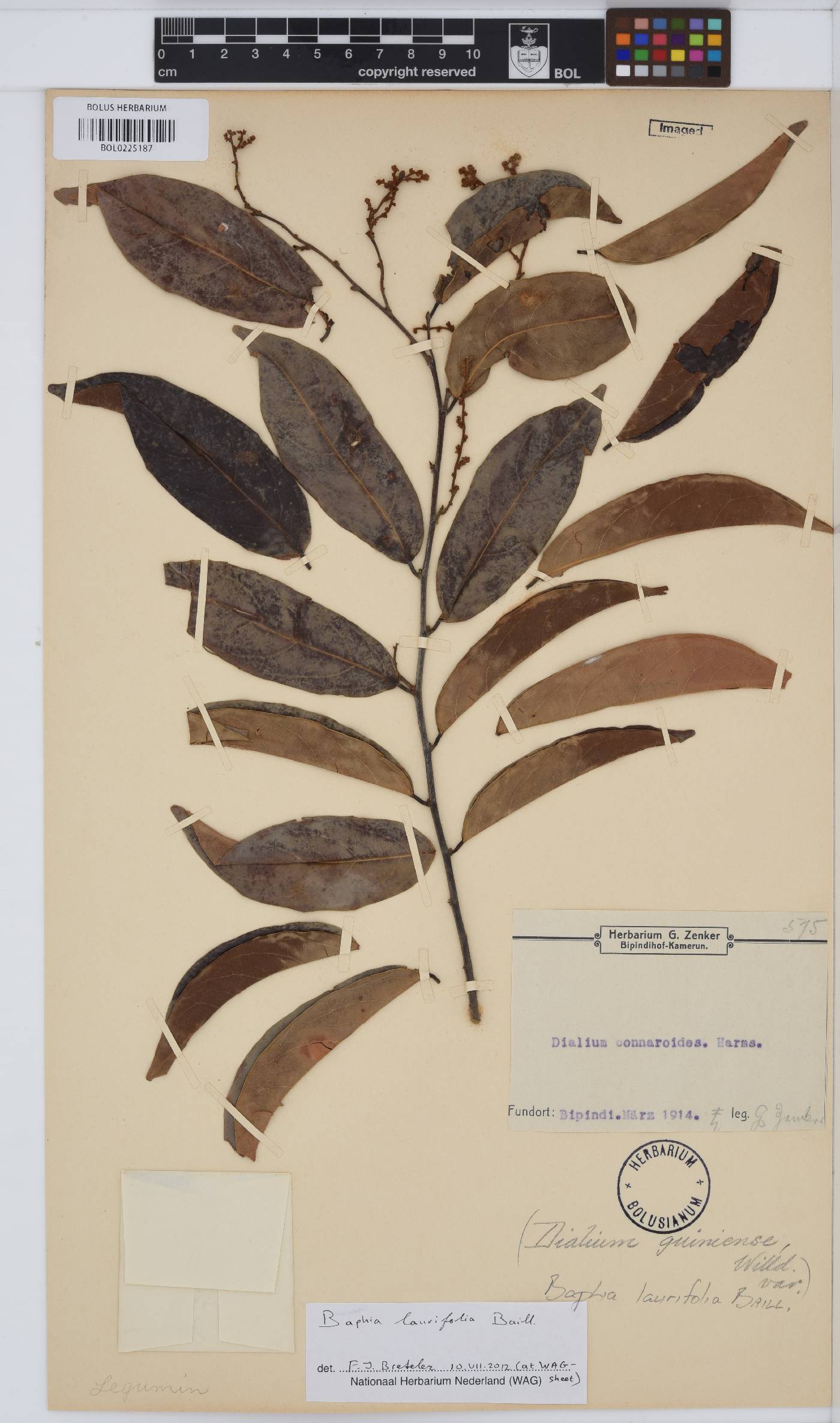 Baphia laurifolia image