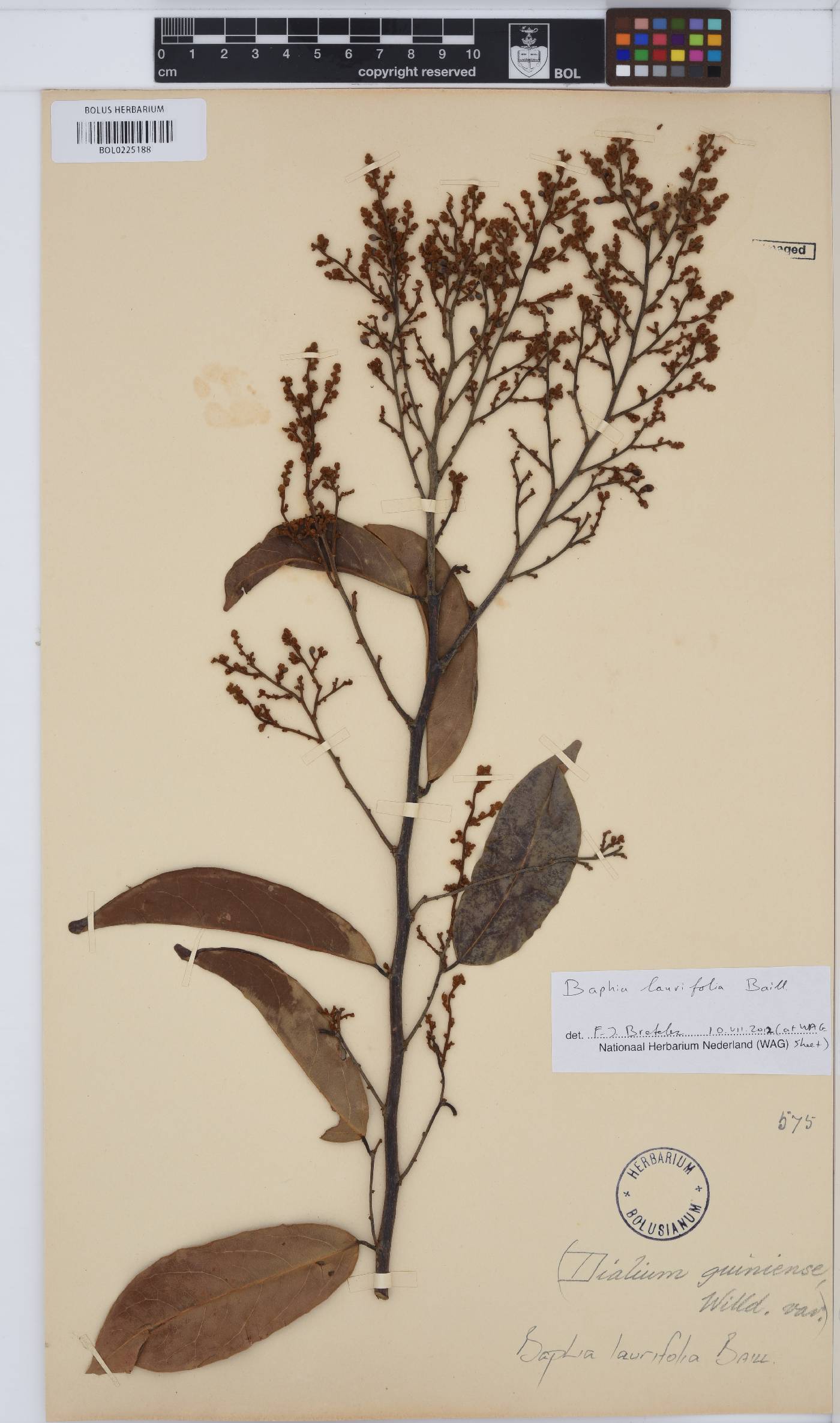 Baphia image