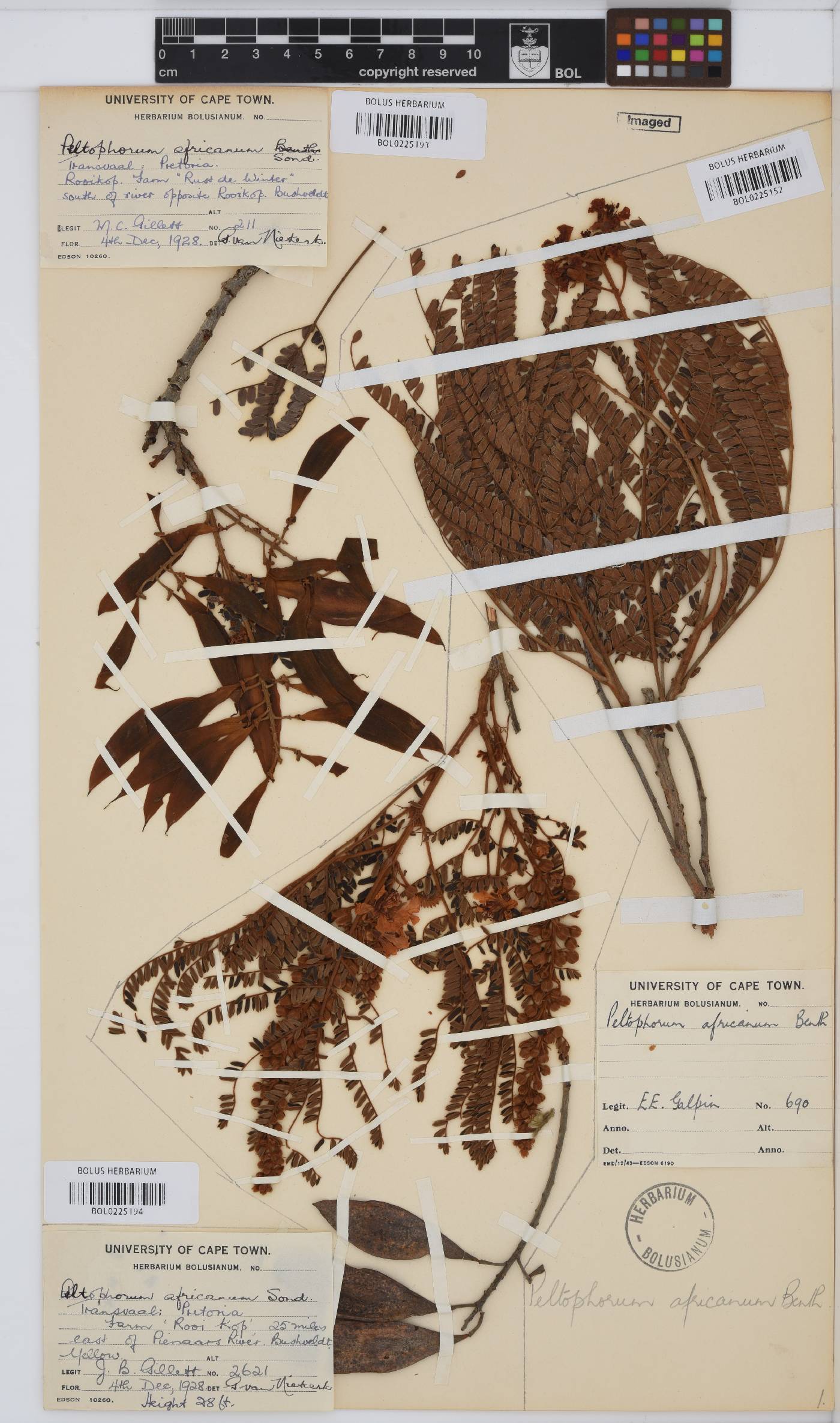 Peltophorum africanum image