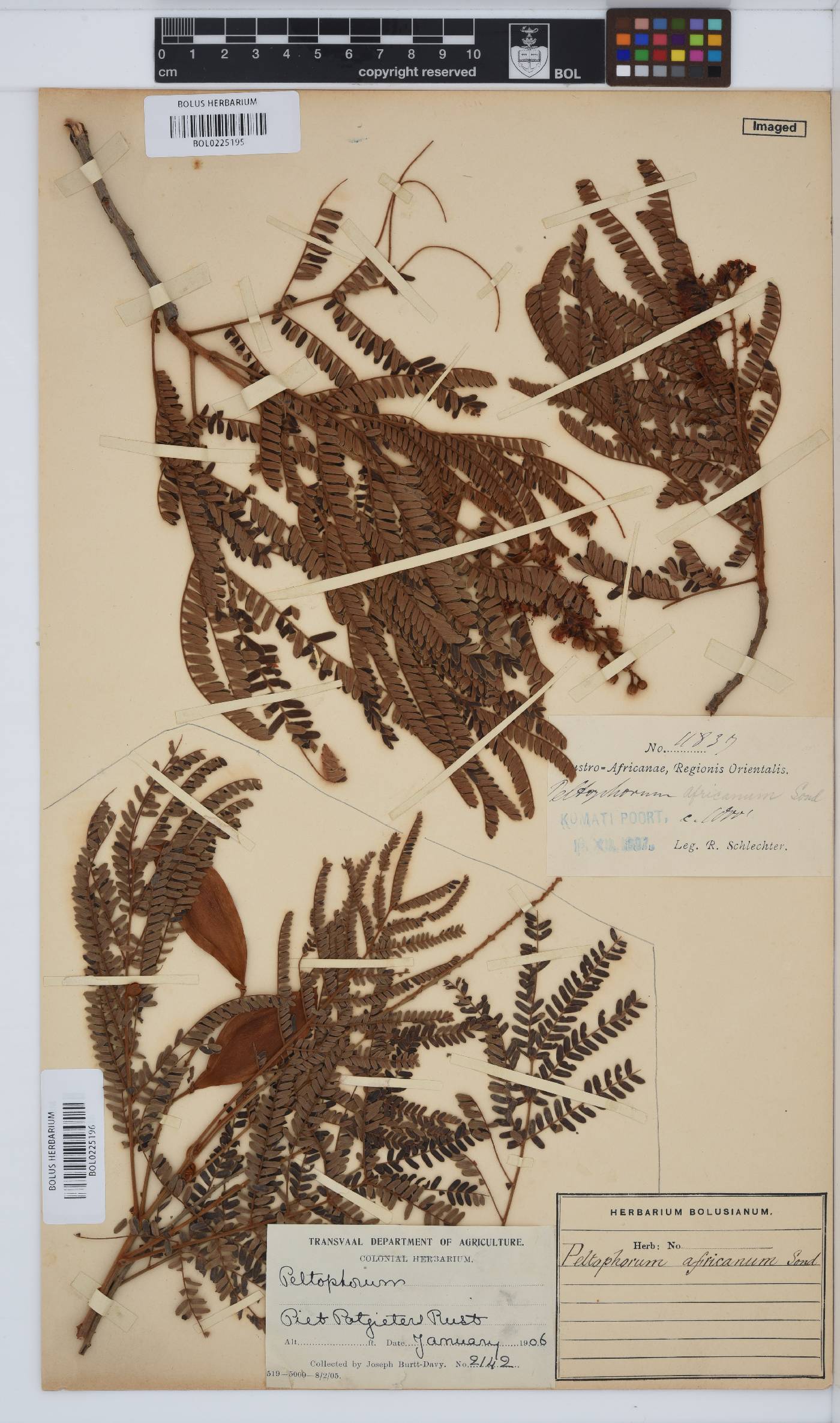 Peltophorum africanum image