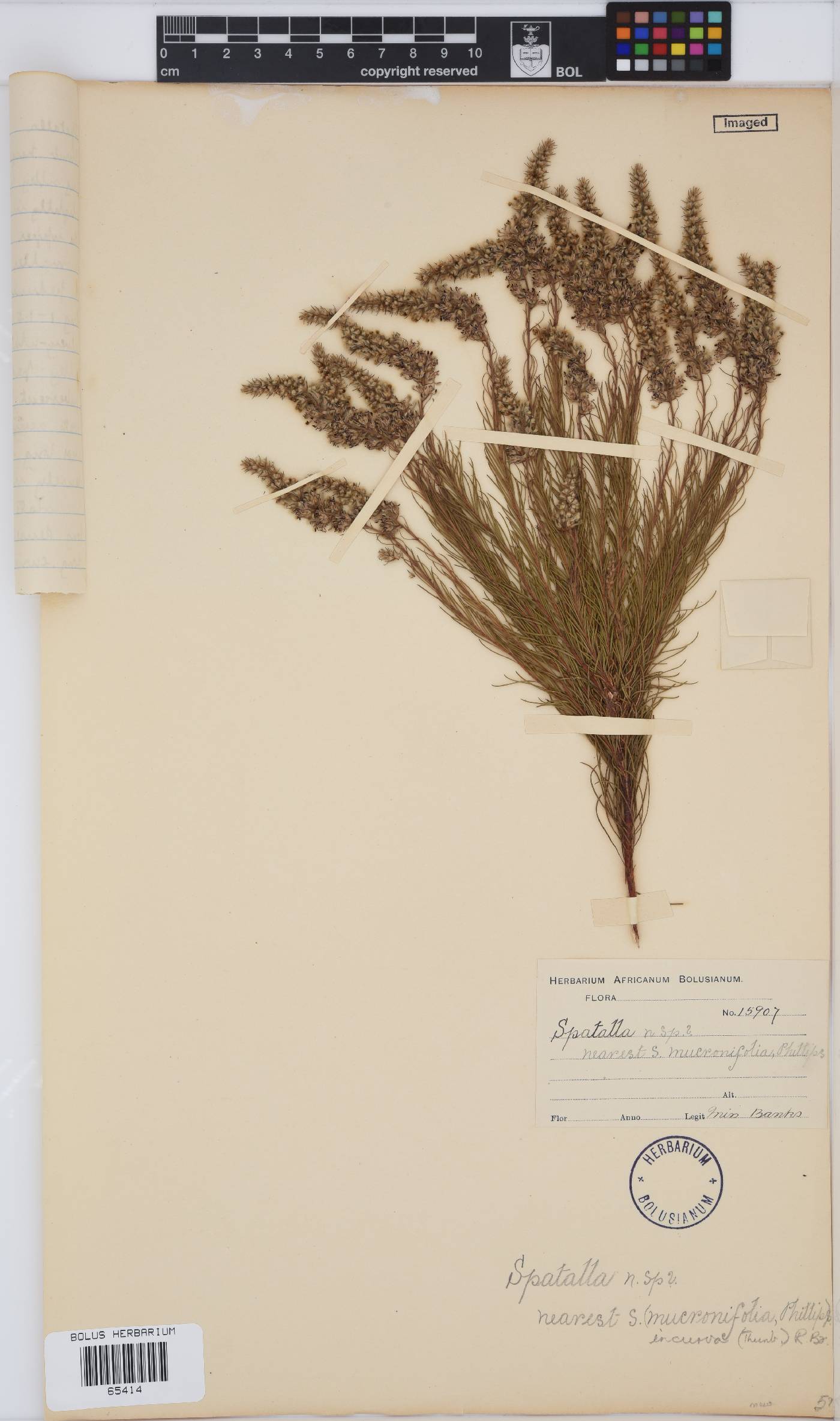 Spatalla incurva image