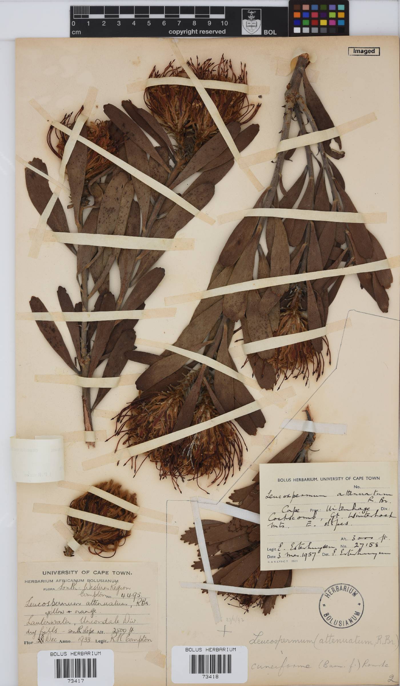 Leucospermum cuneiforme image