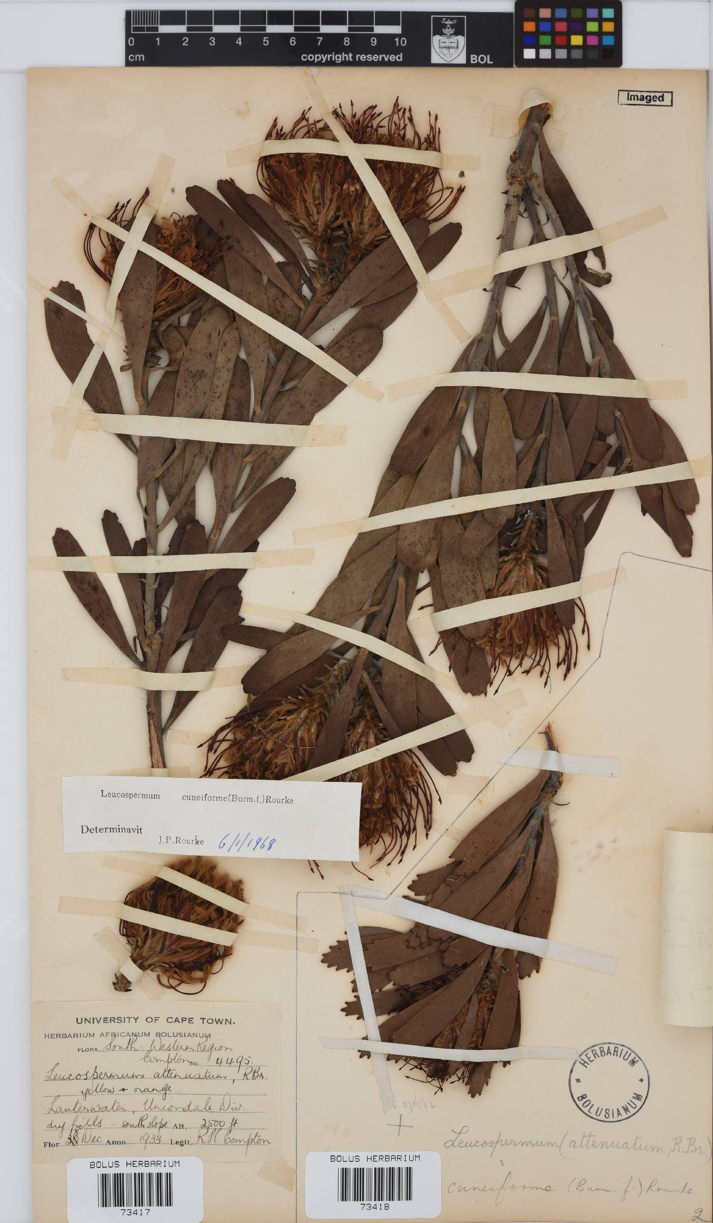 Leucospermum cuneiforme image