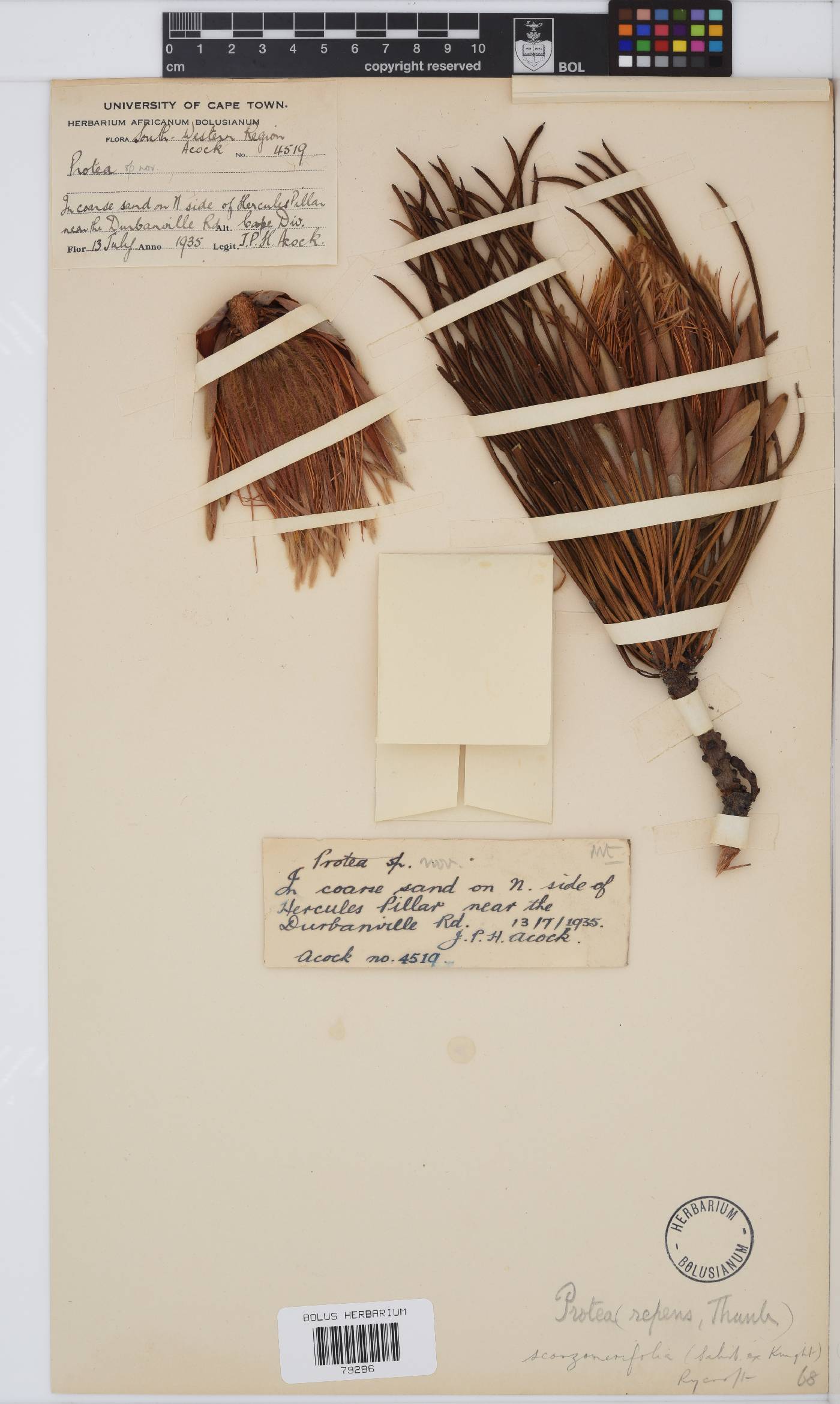Protea scorzonerifolia image