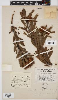 Leucospermum truncatum image