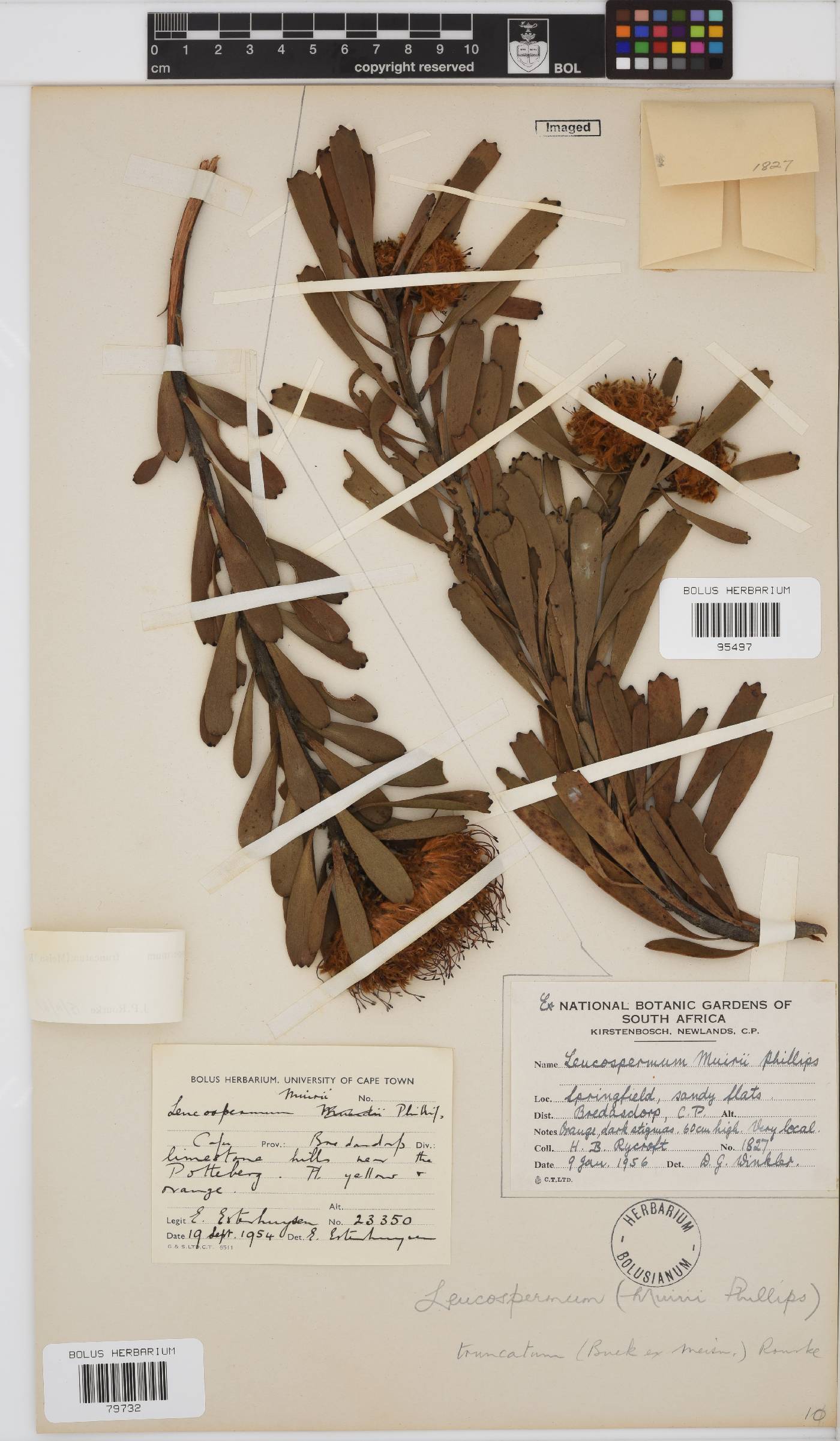 Leucospermum truncatum image