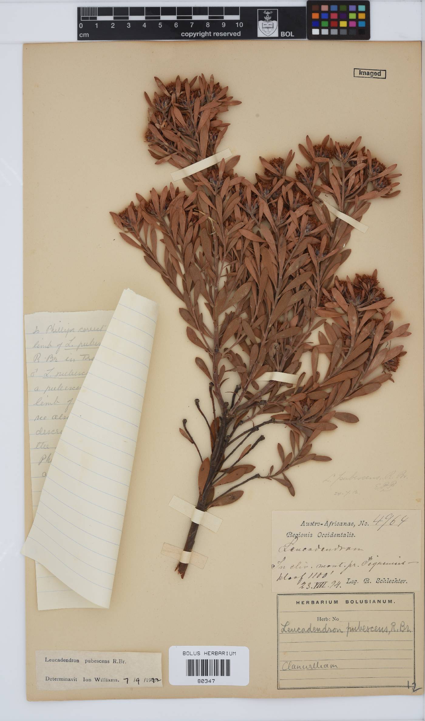 Leucadendron pubescens image