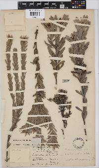 Leucadendron pubescens image