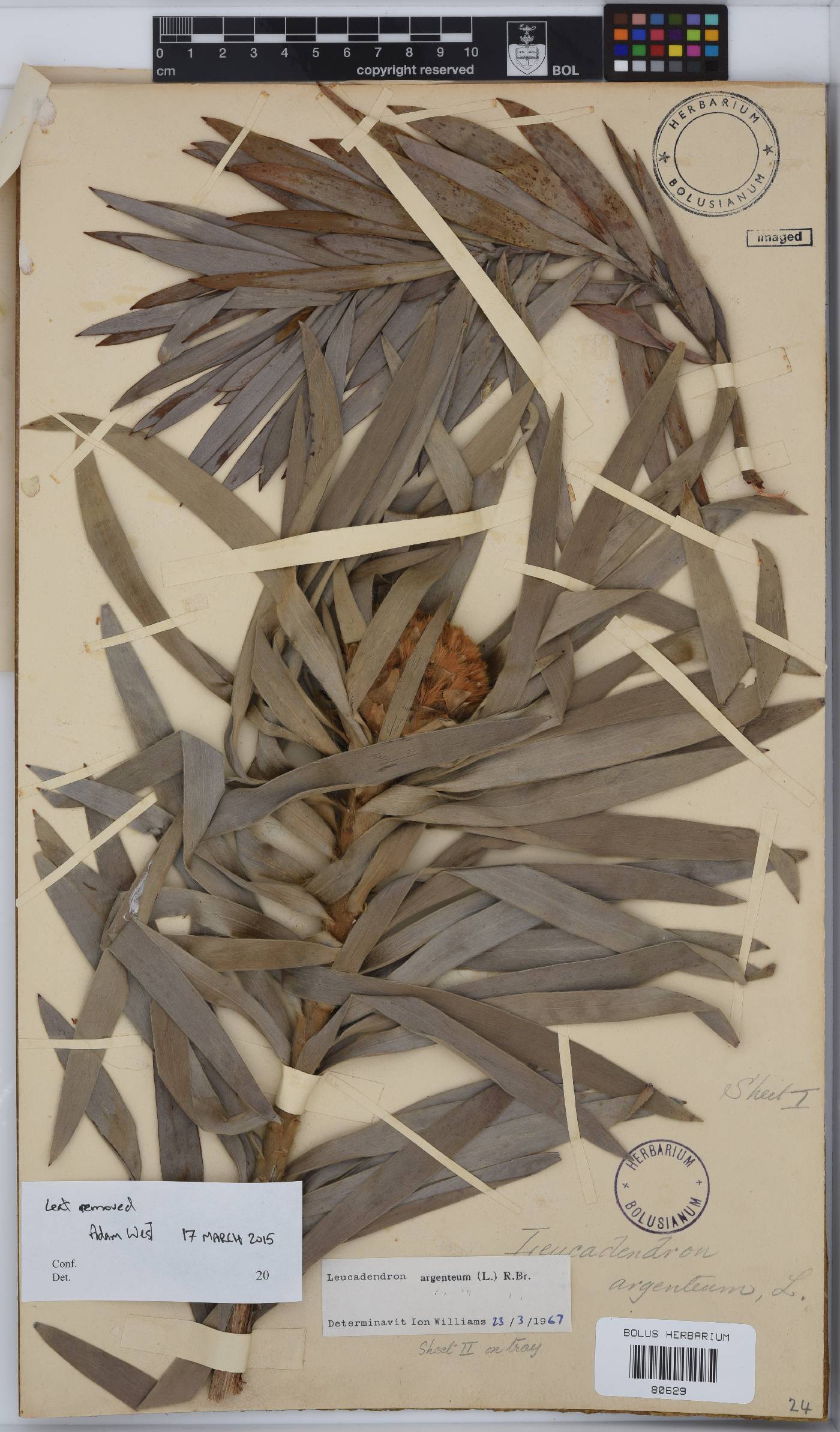 Leucadendron argenteum image
