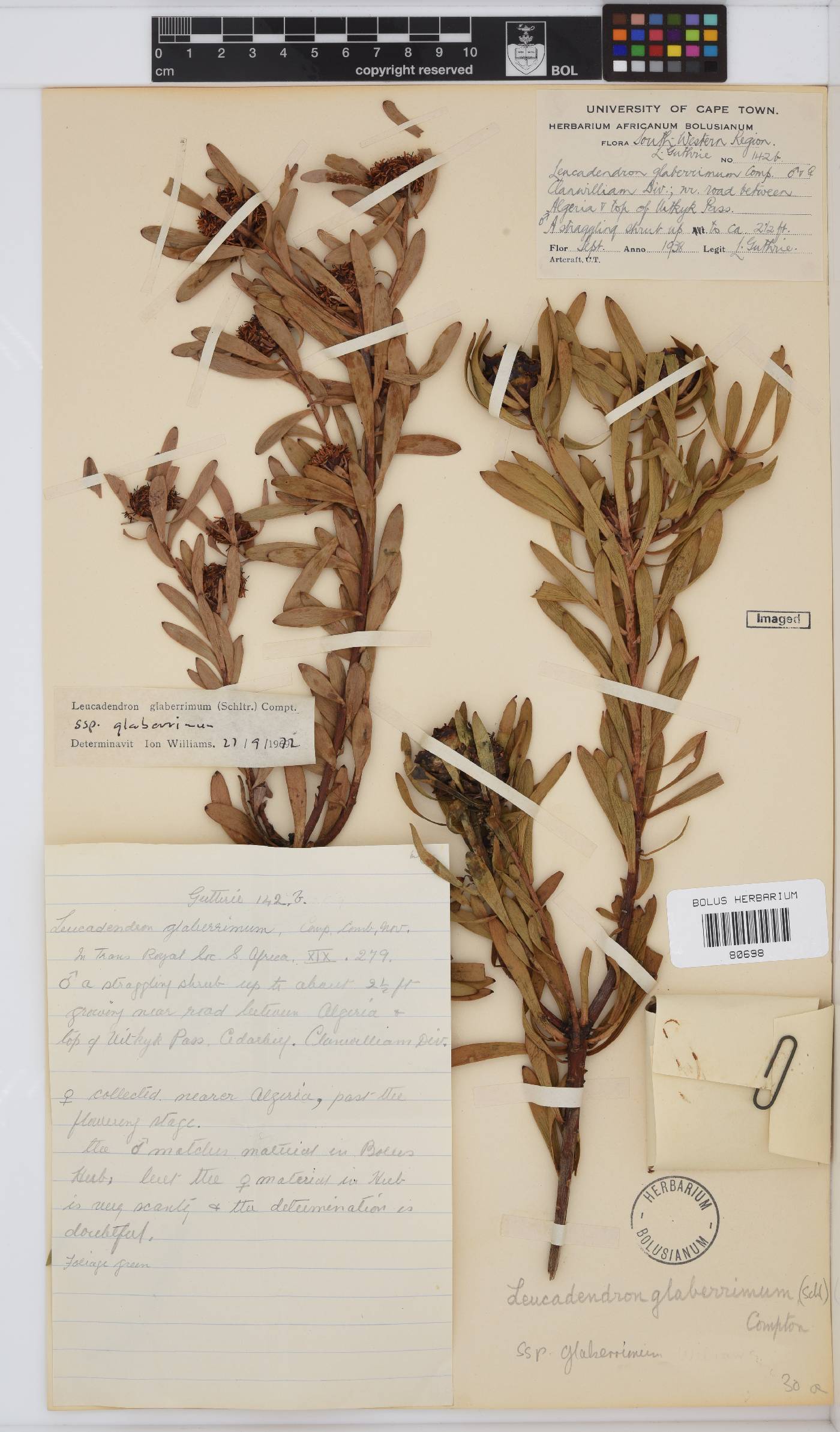 Leucadendron glaberrimum subsp. glaberrimum image