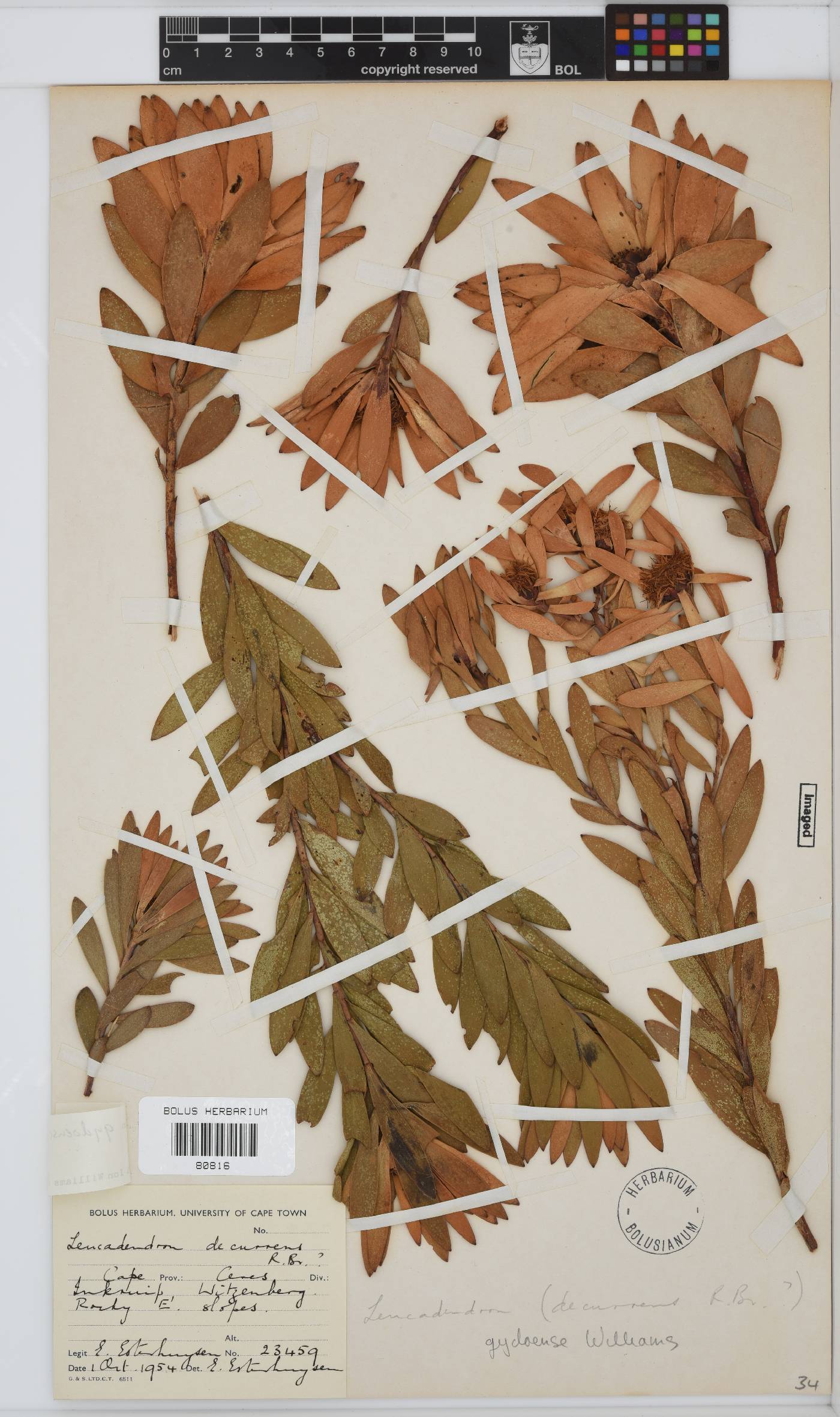 Leucadendron gydoense image