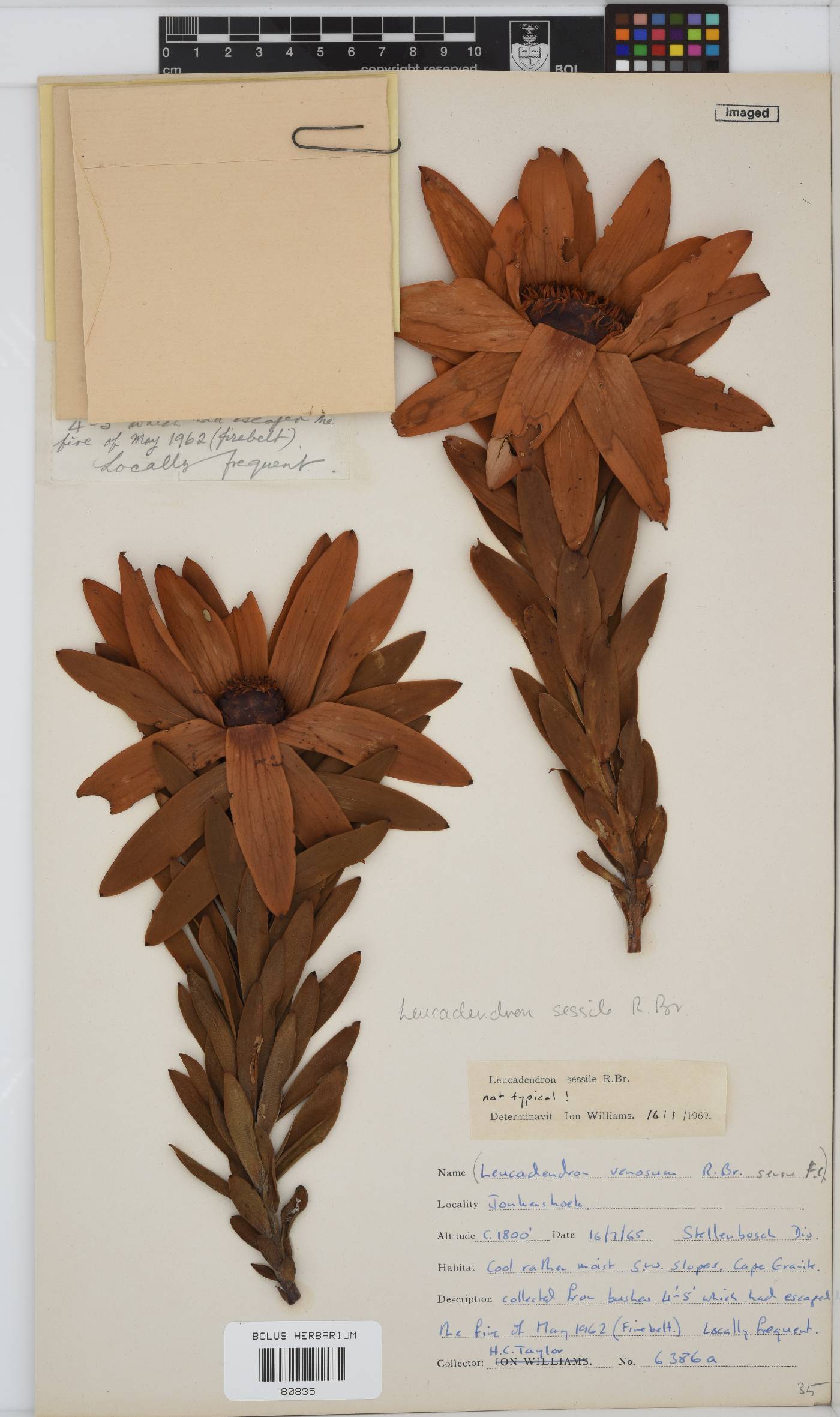 Leucadendron sessile image