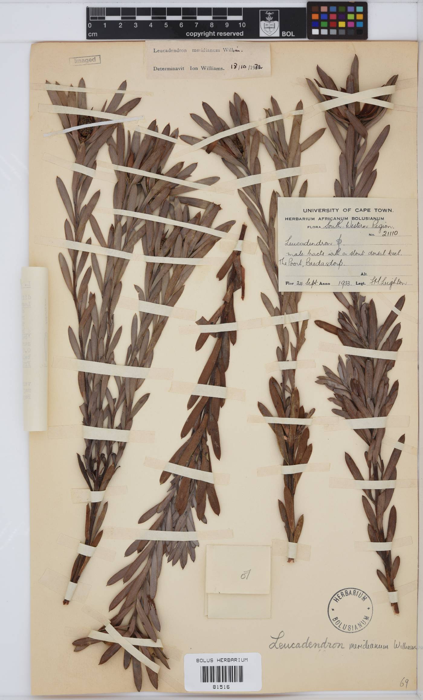 Leucadendron meridianum image