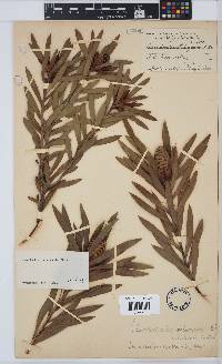 Leucadendron coniferum image
