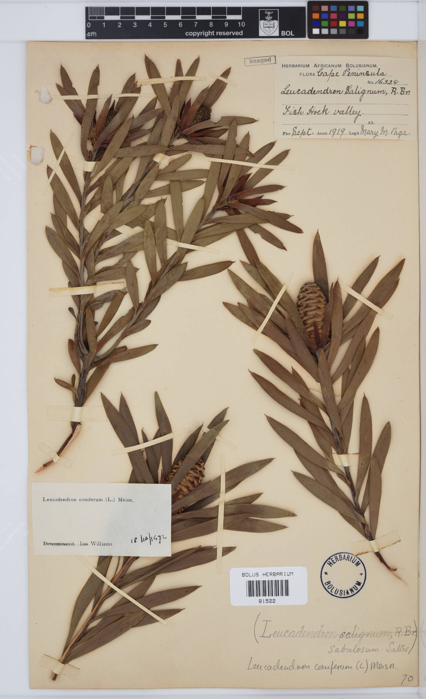 Leucadendron coniferum image