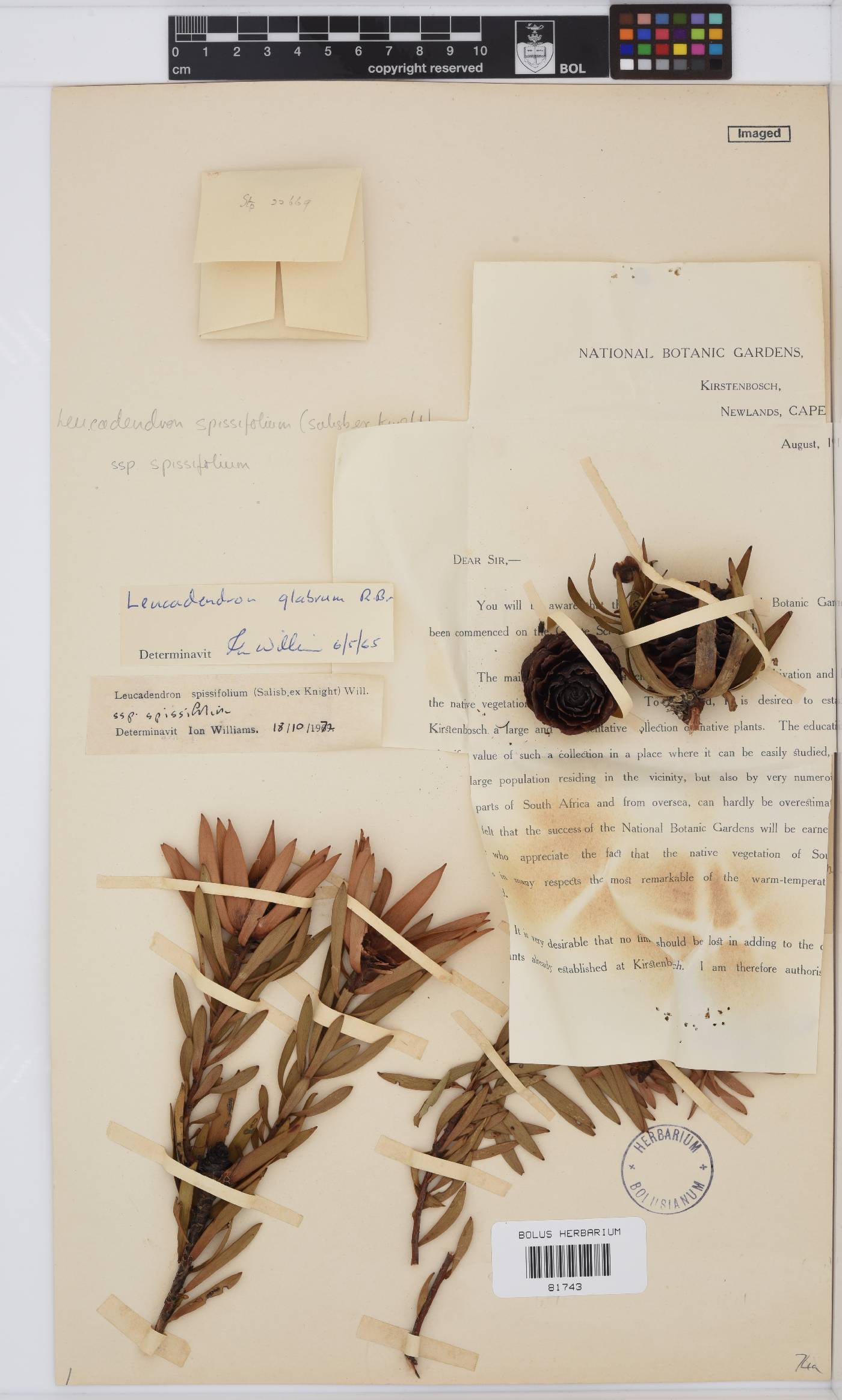 Leucadendron spissifolium subsp. spissifolium image