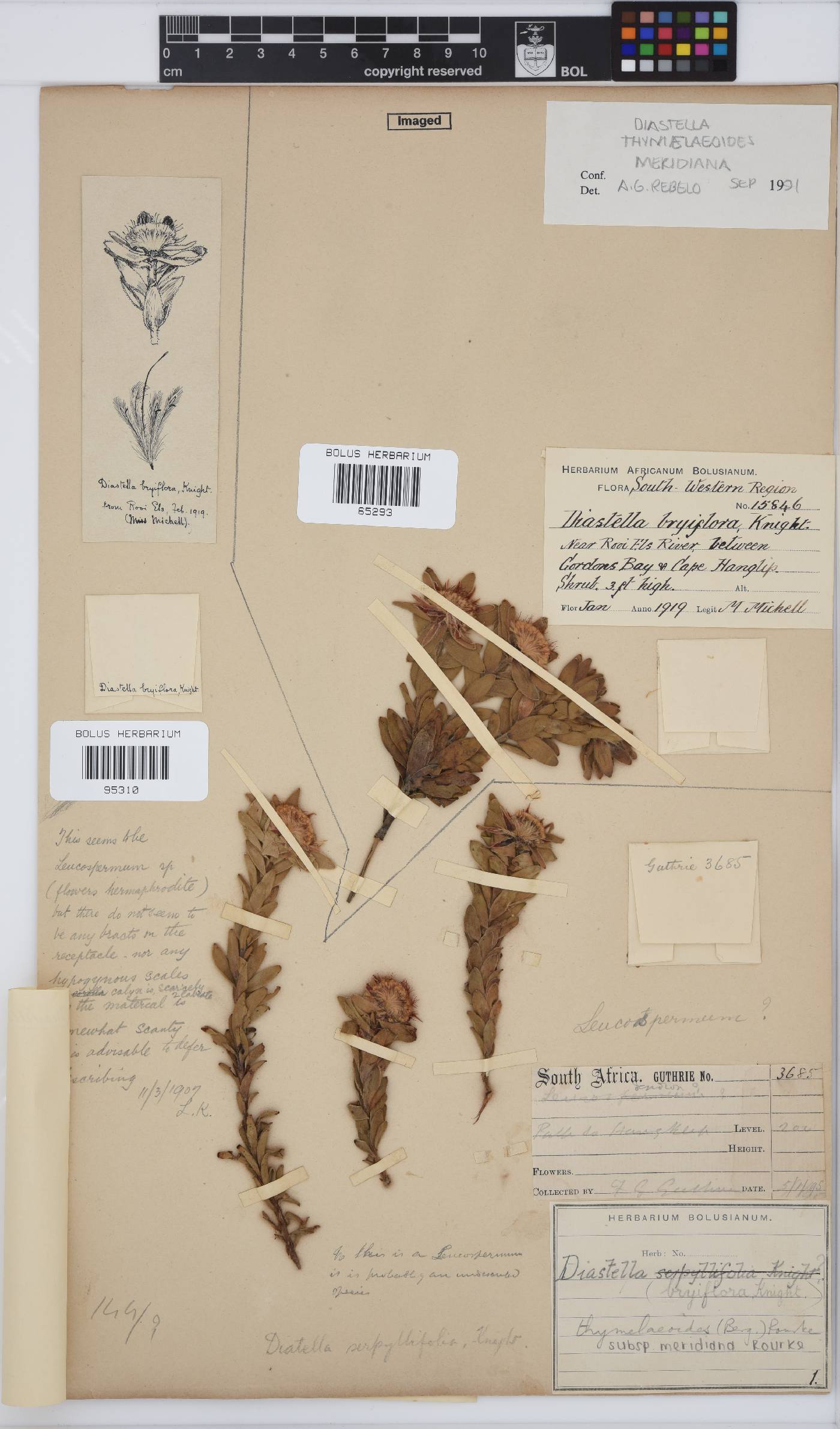 Diastella thymelaeoides image