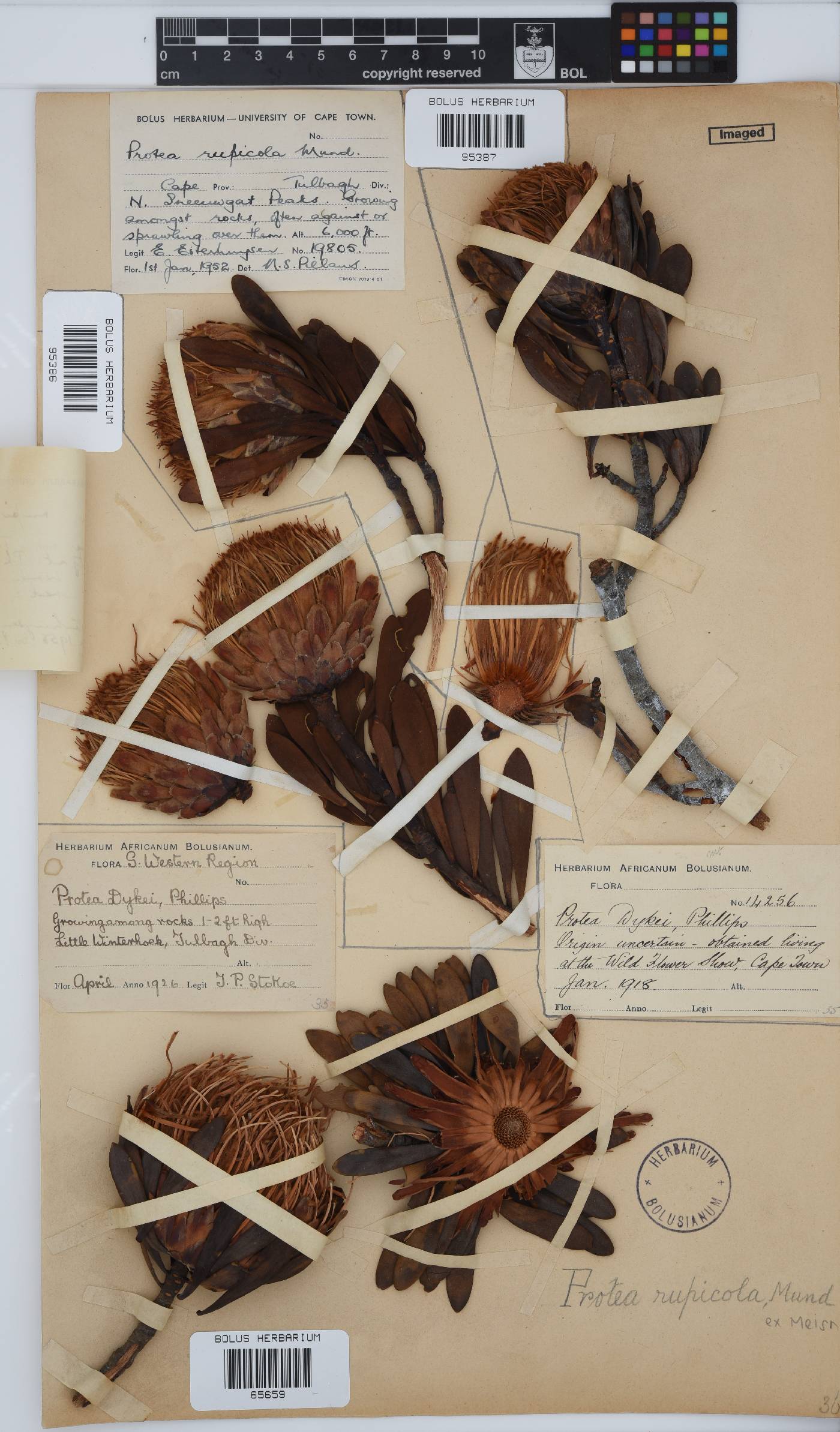 Protea rupicola image