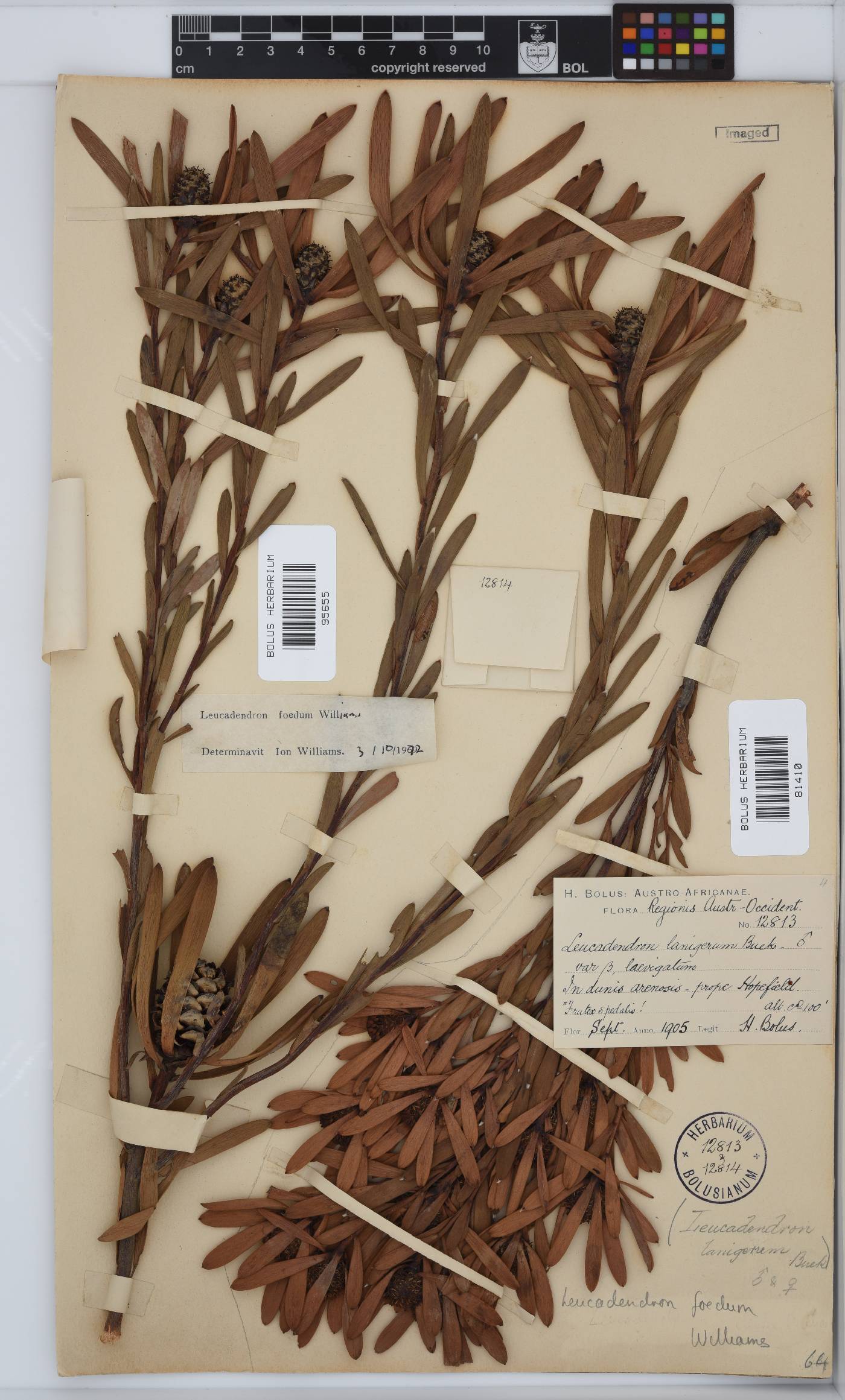 Leucadendron foedum image