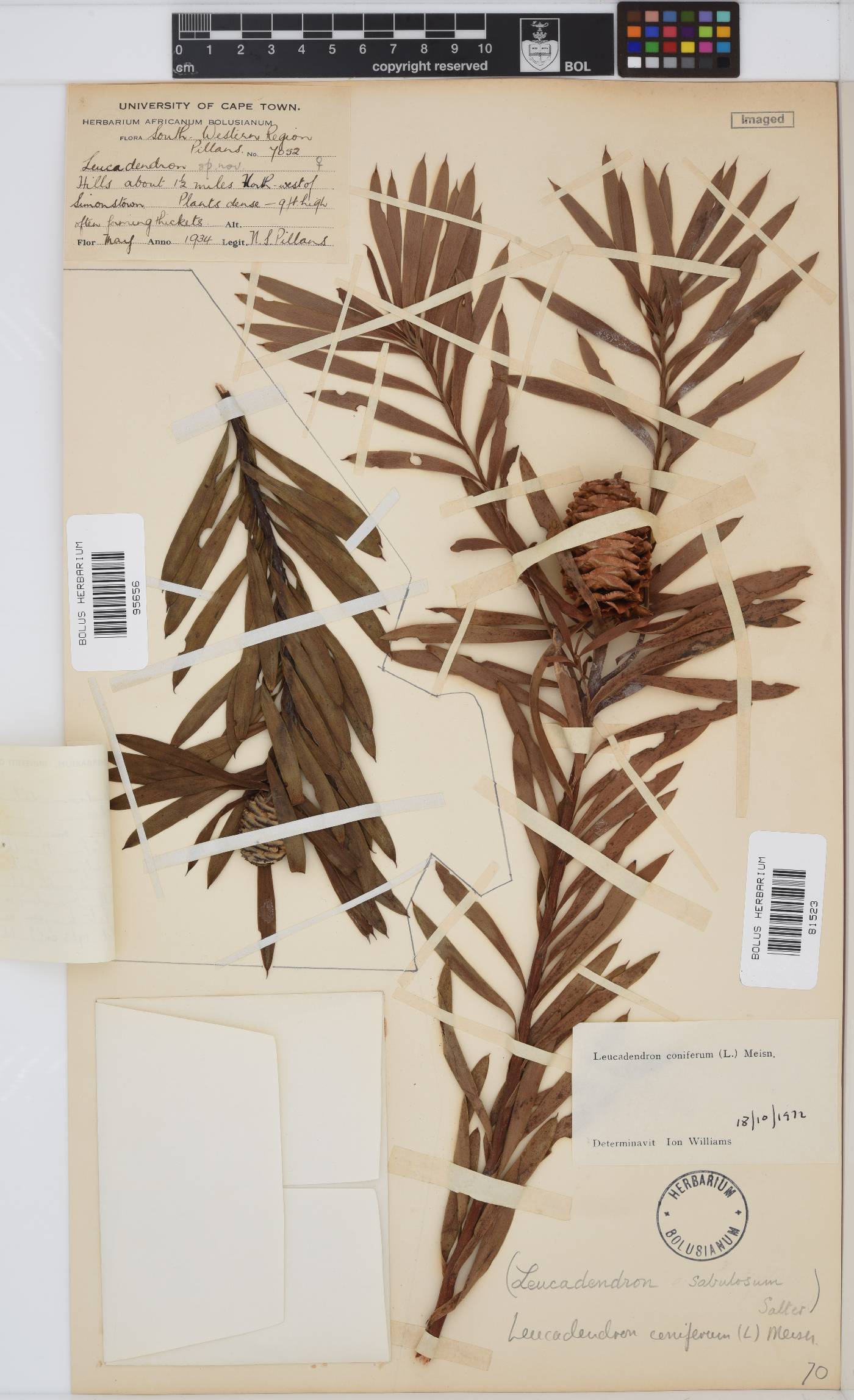 Leucadendron coniferum image
