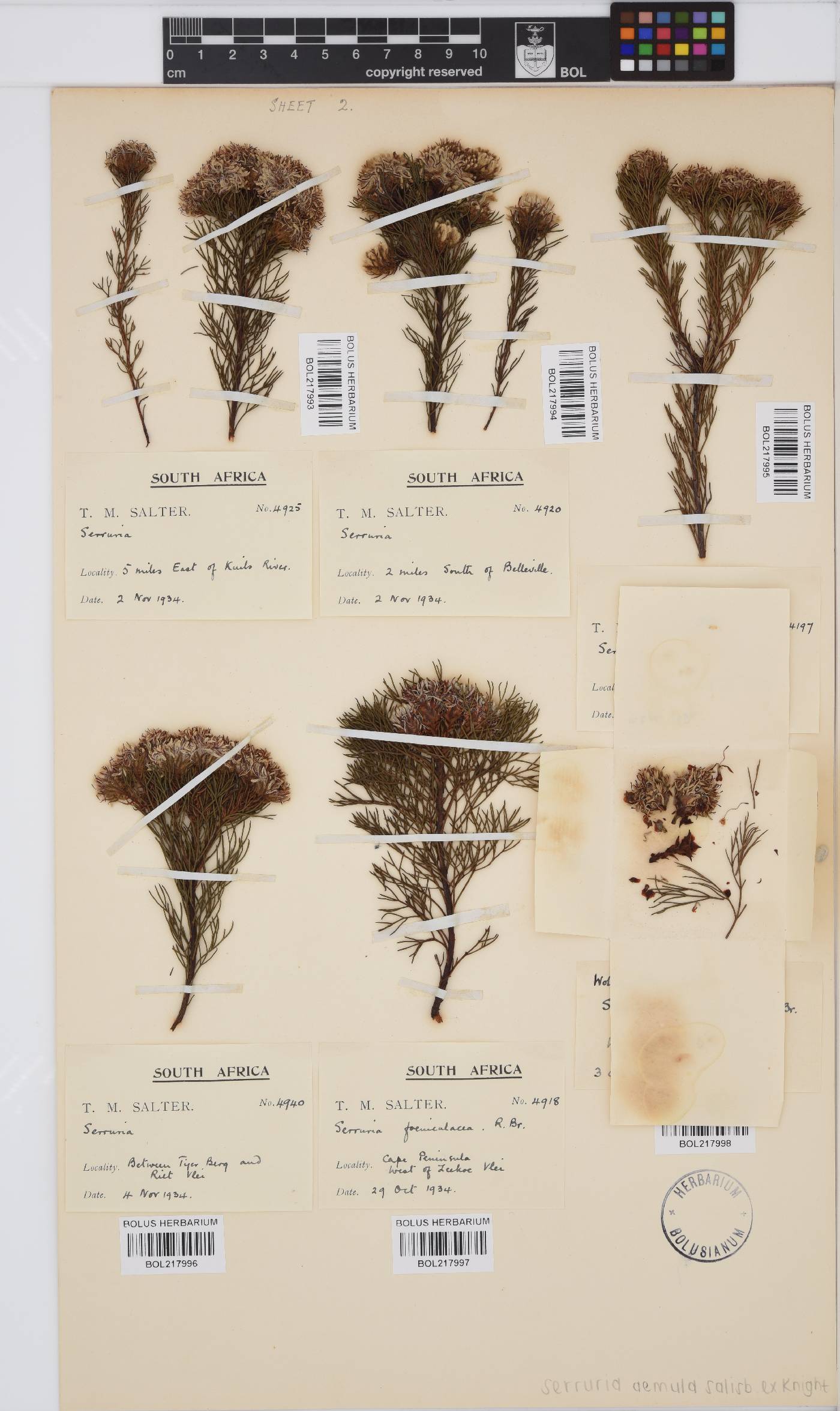 Serruria aemula image