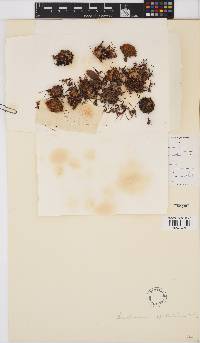 Leucospermum spathulatum image