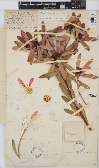 Leucadendron gydoense image