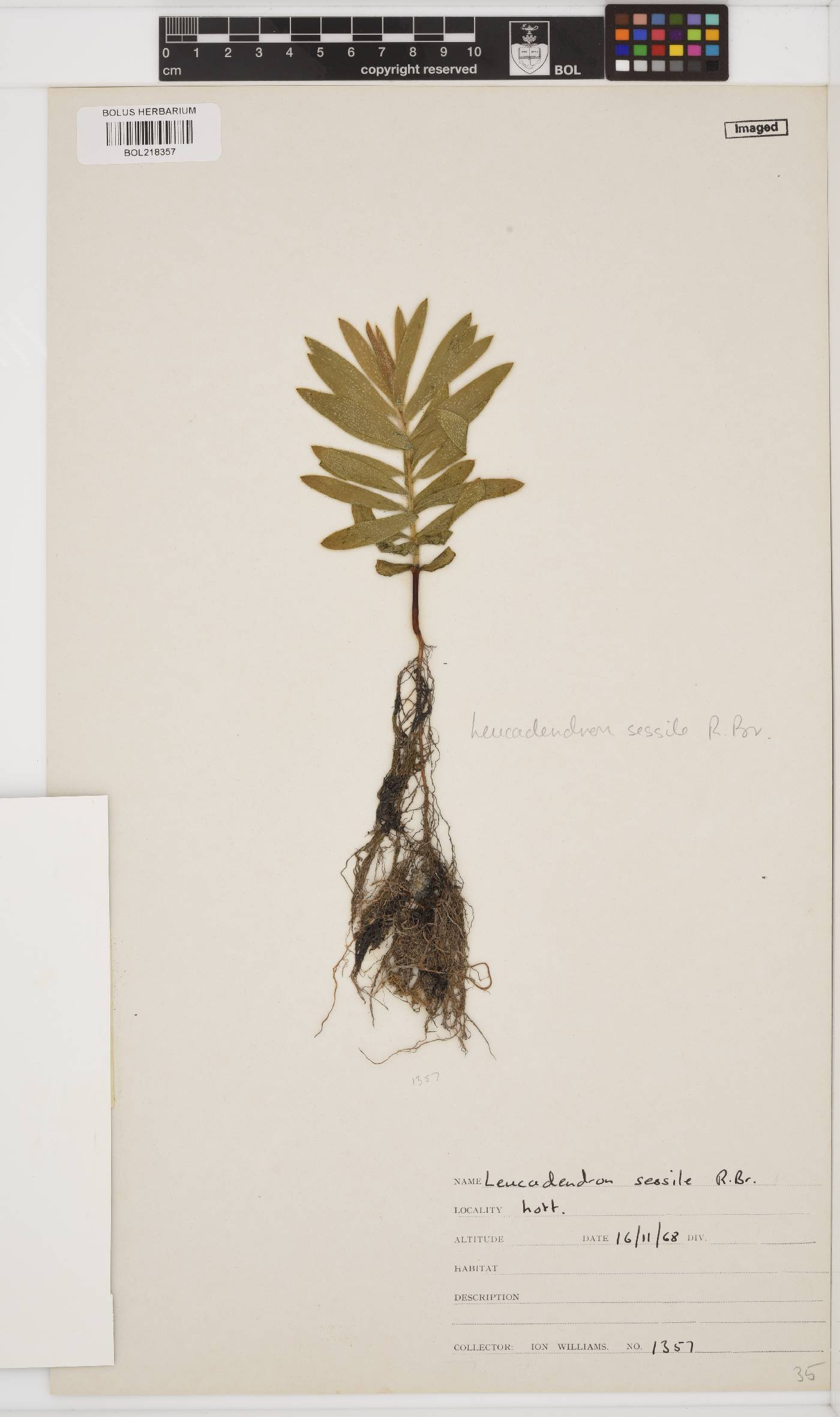 Leucadendron sessile image