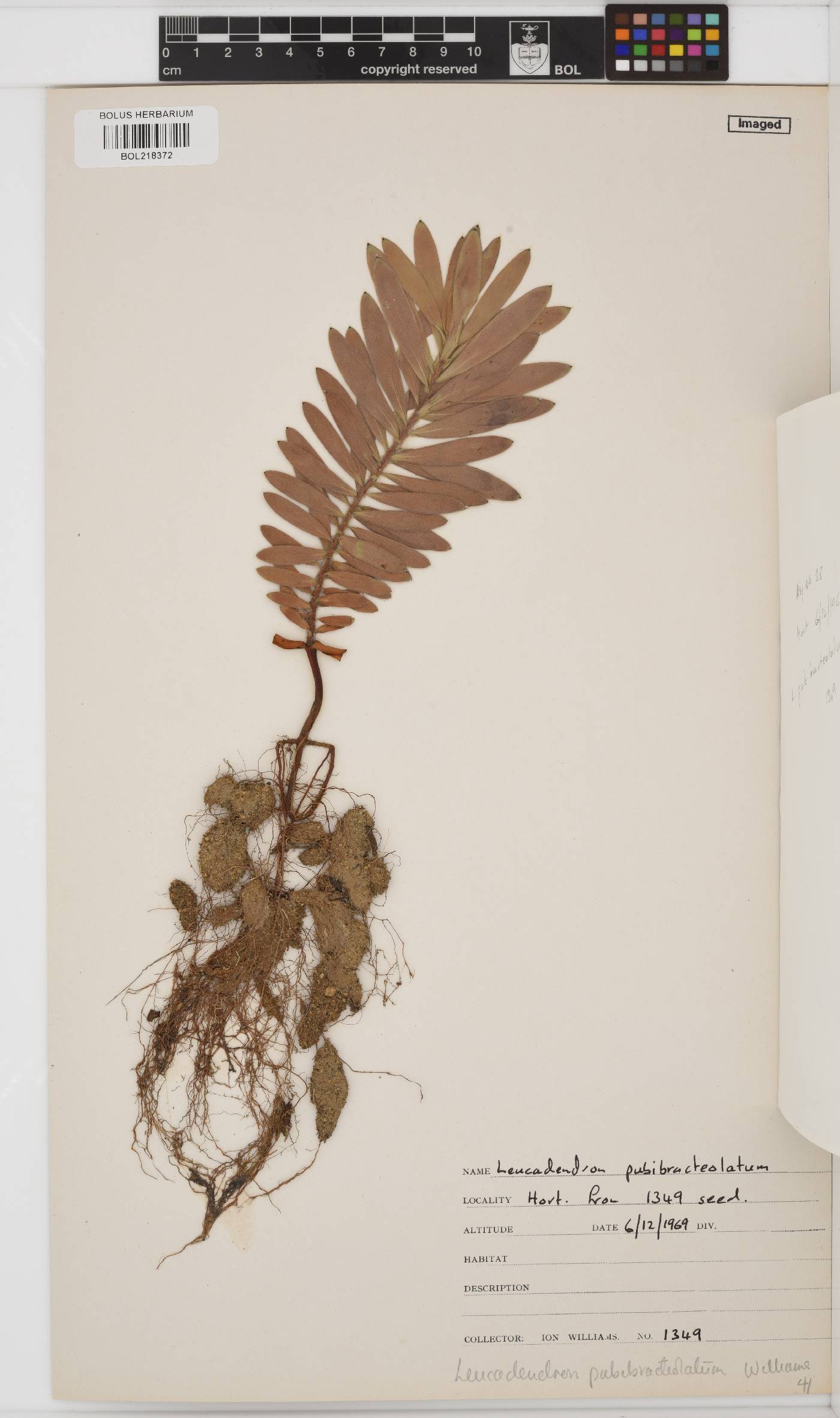 Leucadendron pubibracteolatum image