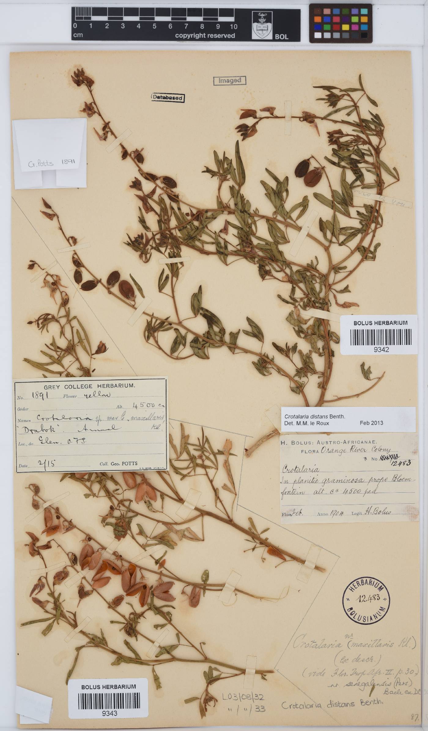 Crotalaria distans image