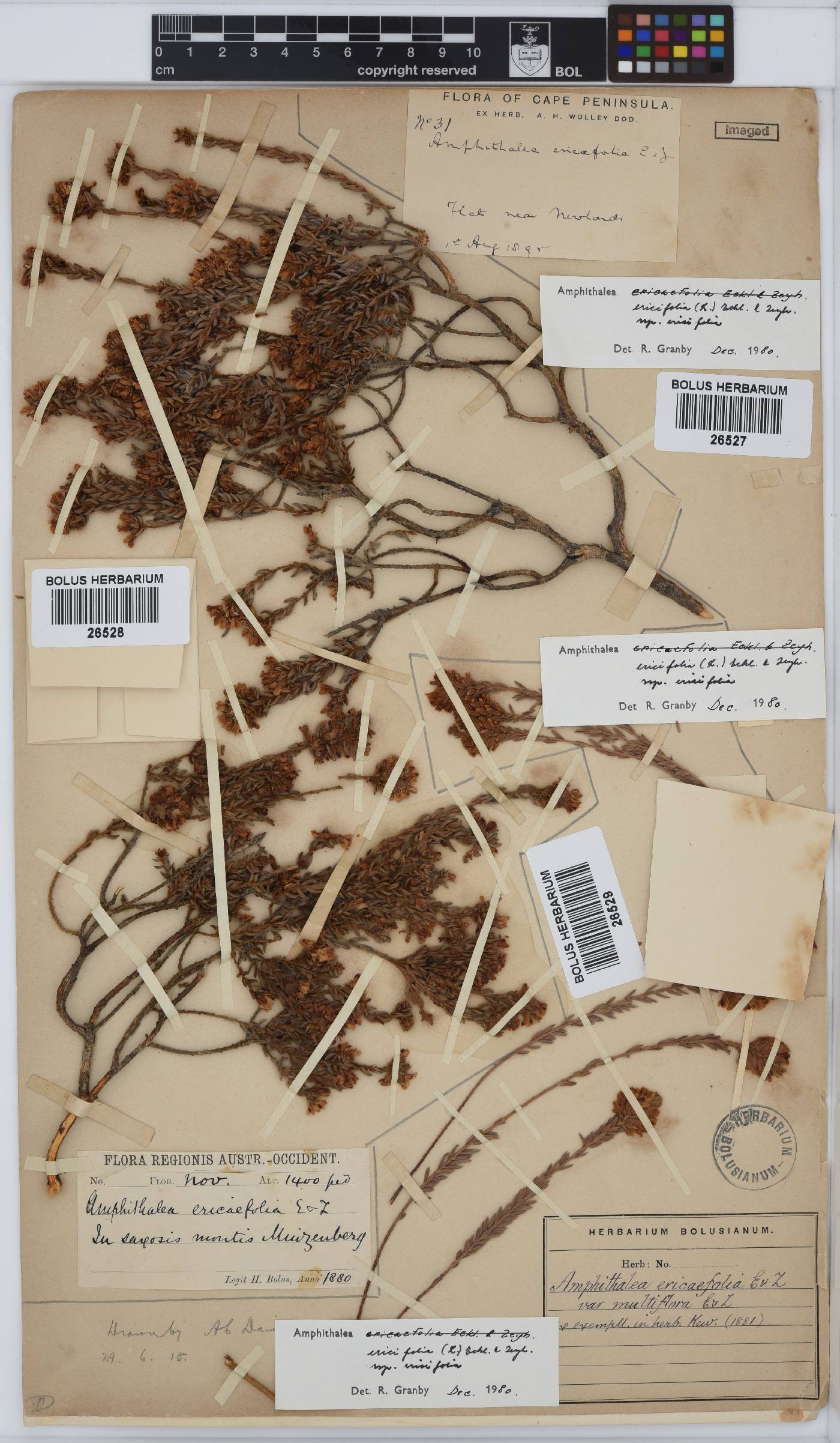 Amphithalea ericifolia subsp. ericifolia image