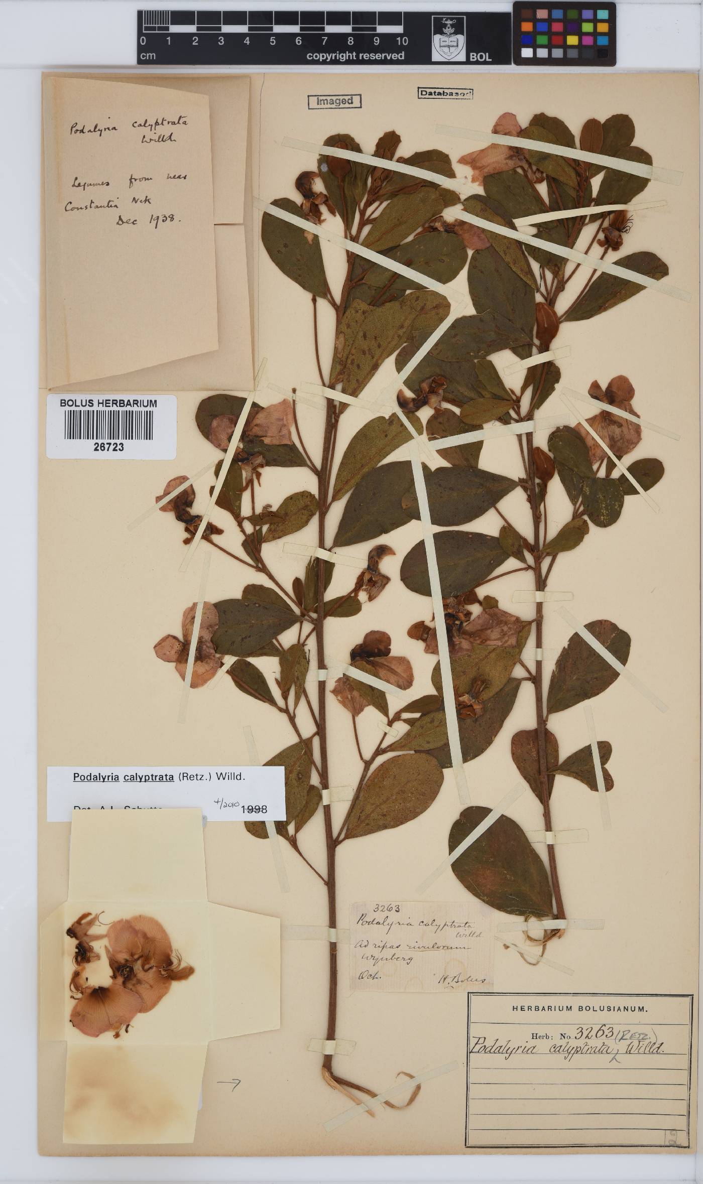 Podalyria calyptrata image