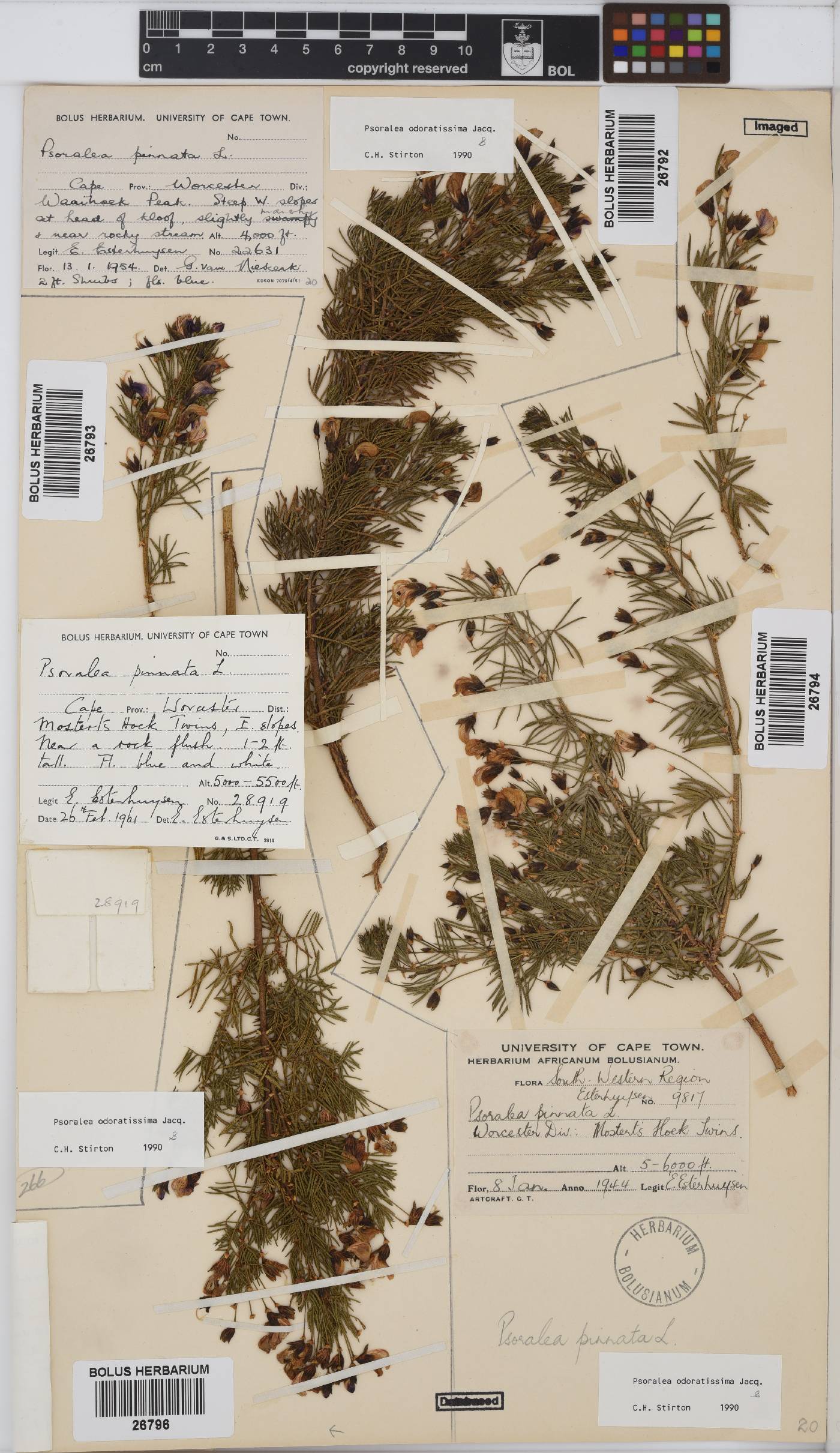 Psoralea odoratissima image