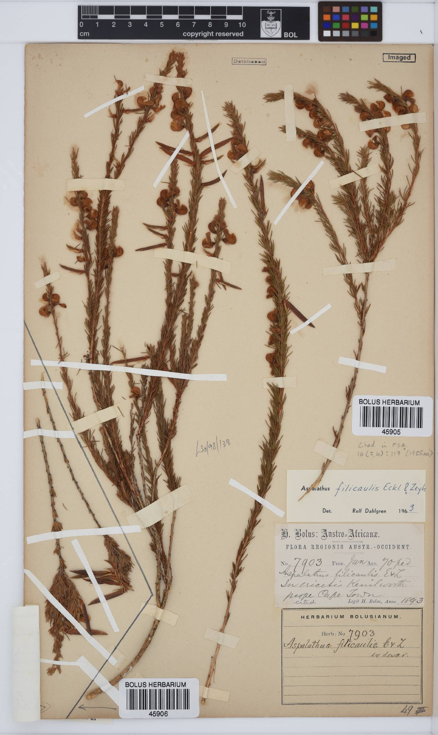 Aspalathus filicaulis image