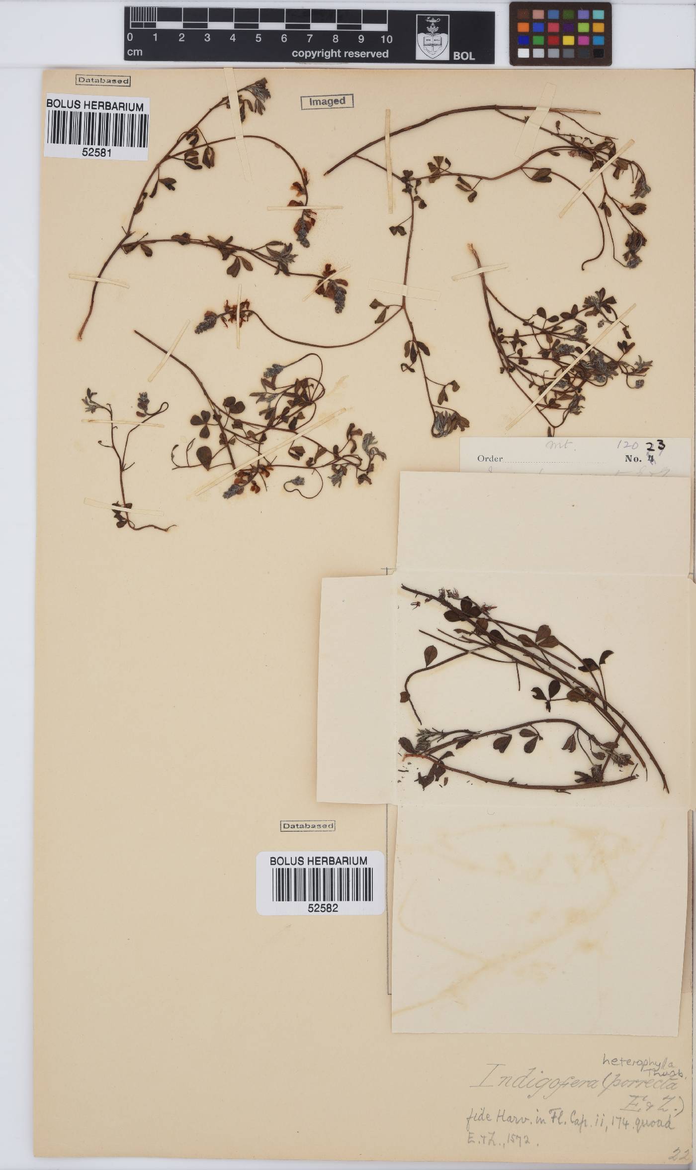 Indigofera heterophylla image