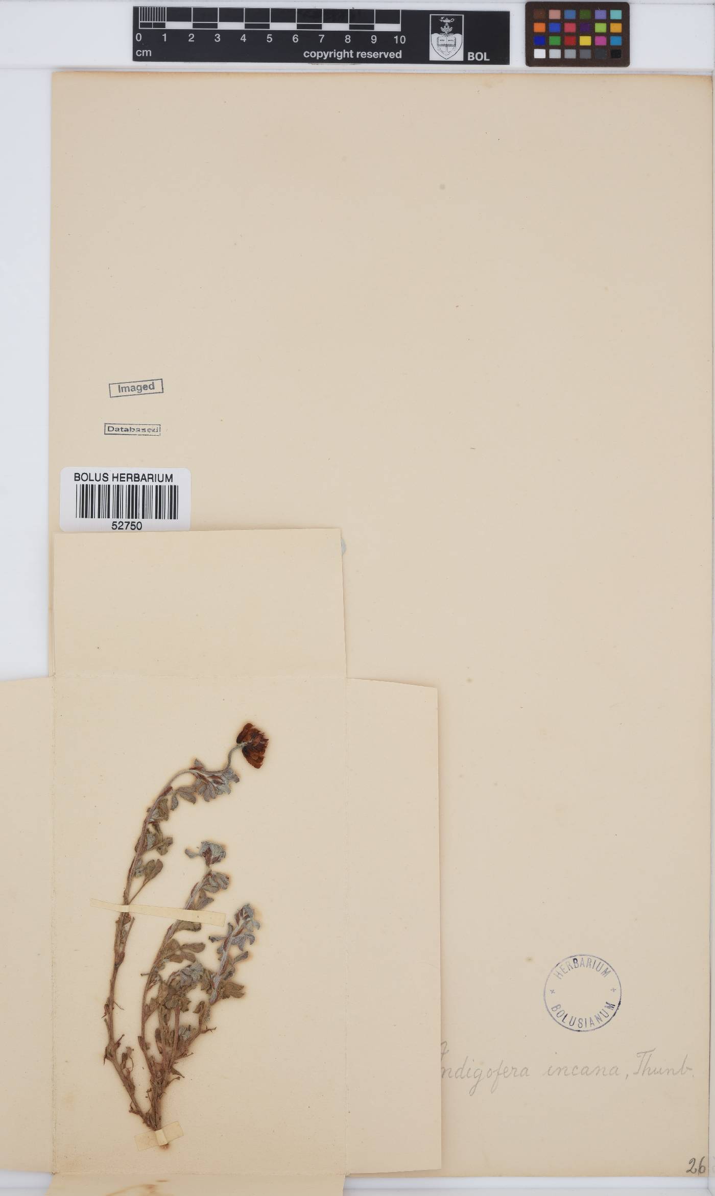 Indigofera incana image