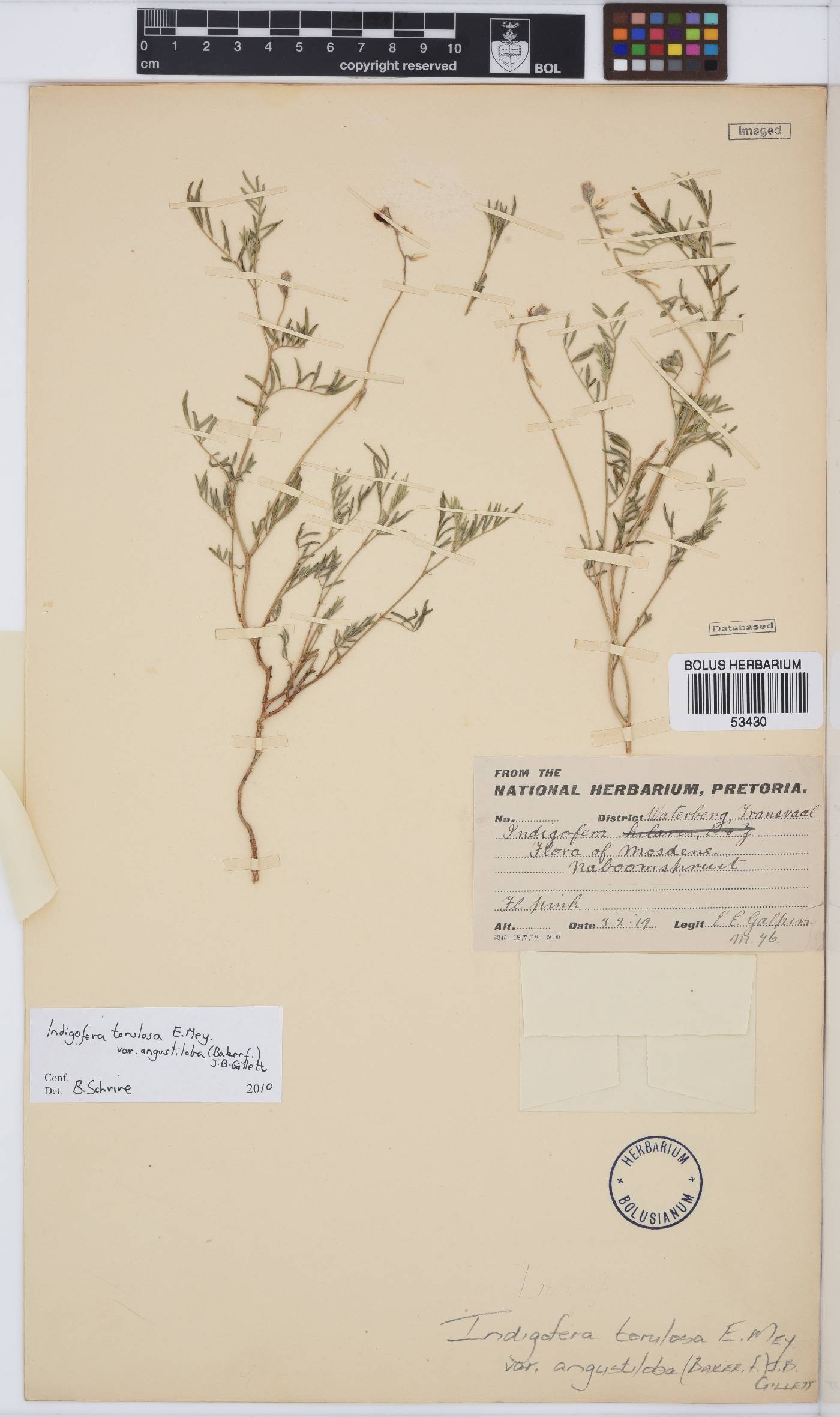 Indigofera torulosa var. angustiloba image